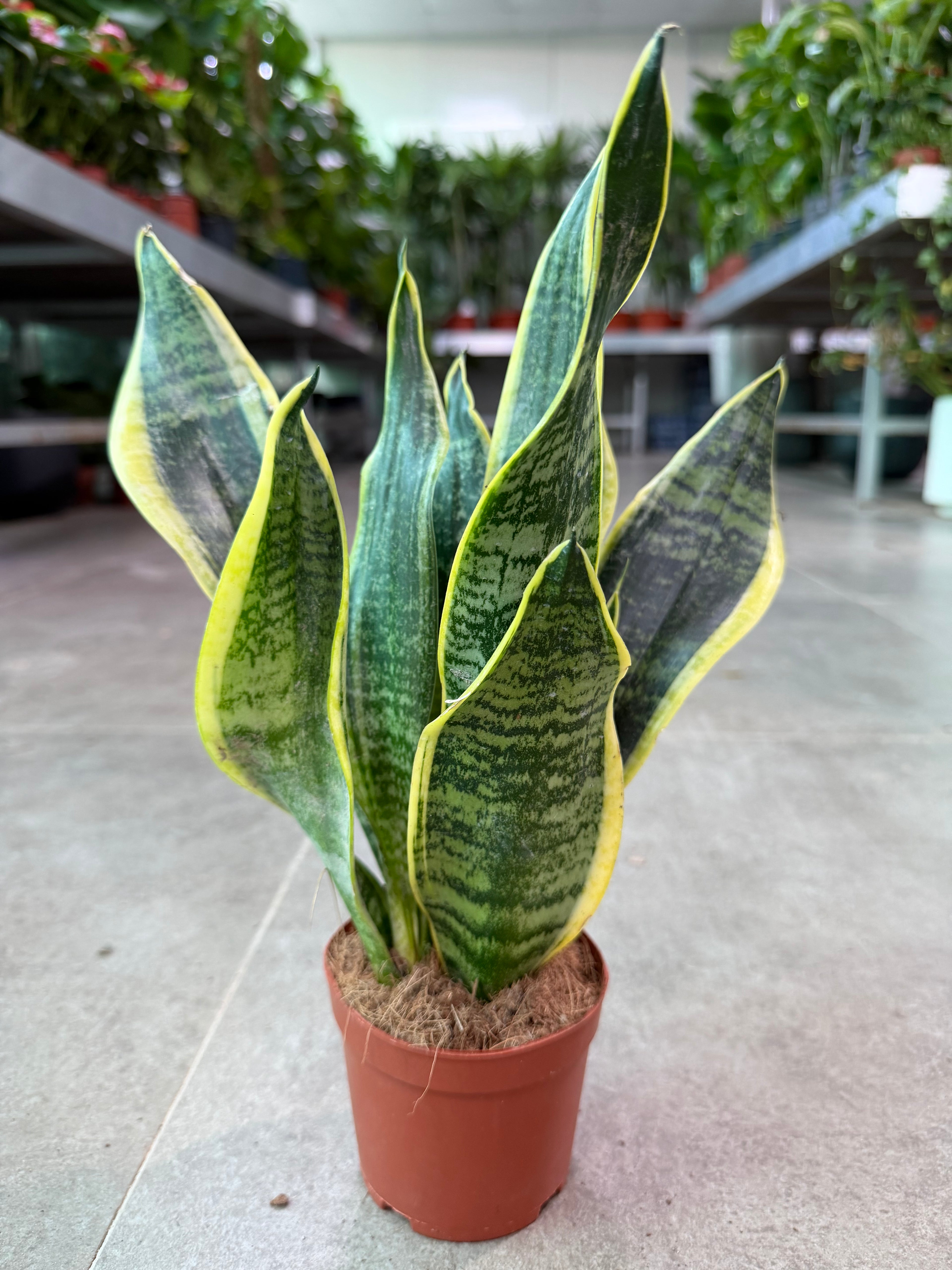Snake Plant
