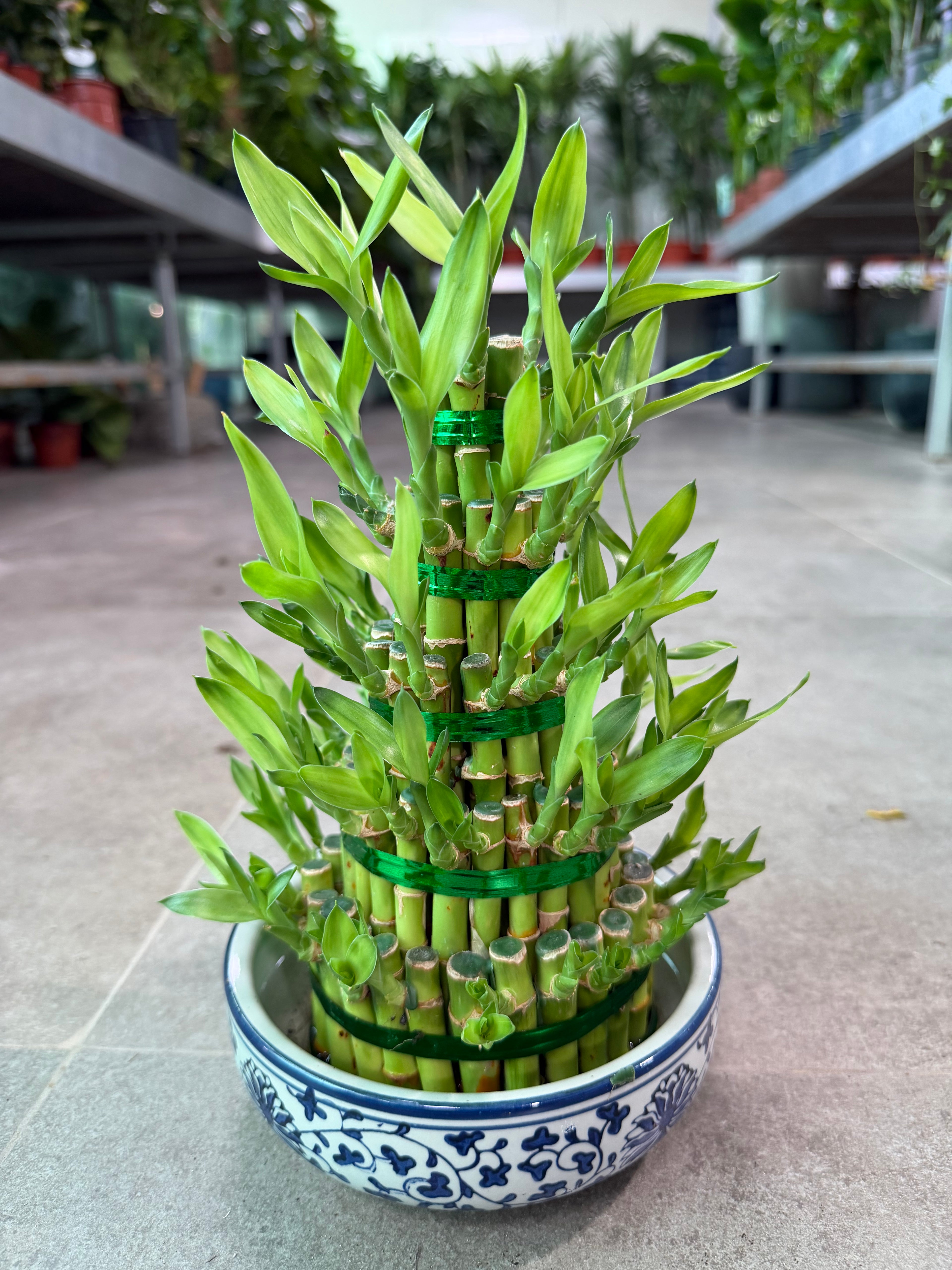 Bamboo