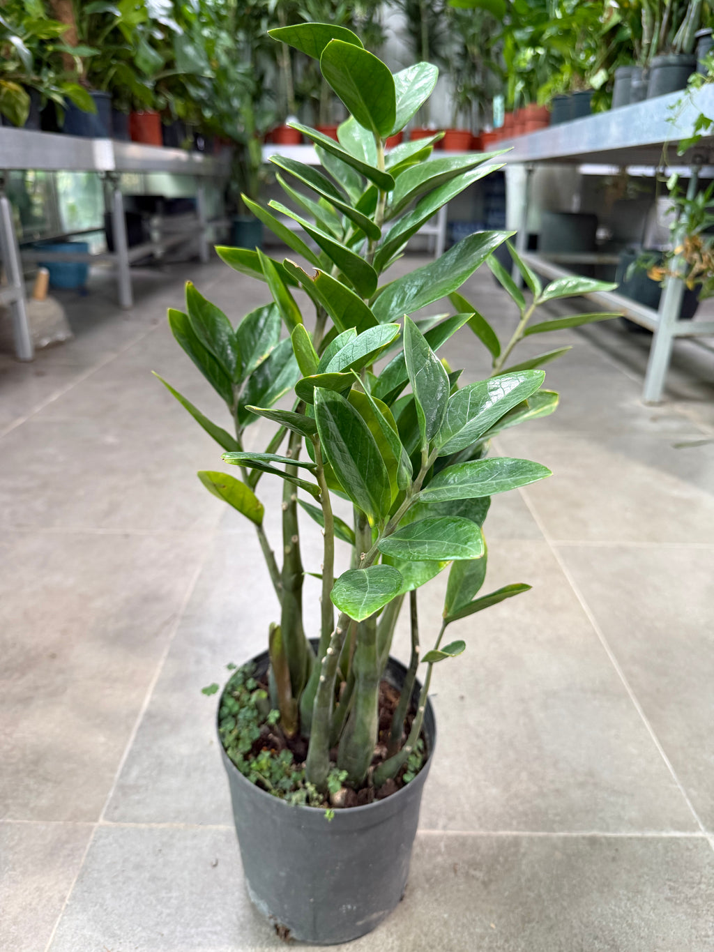 ZZ Plant
