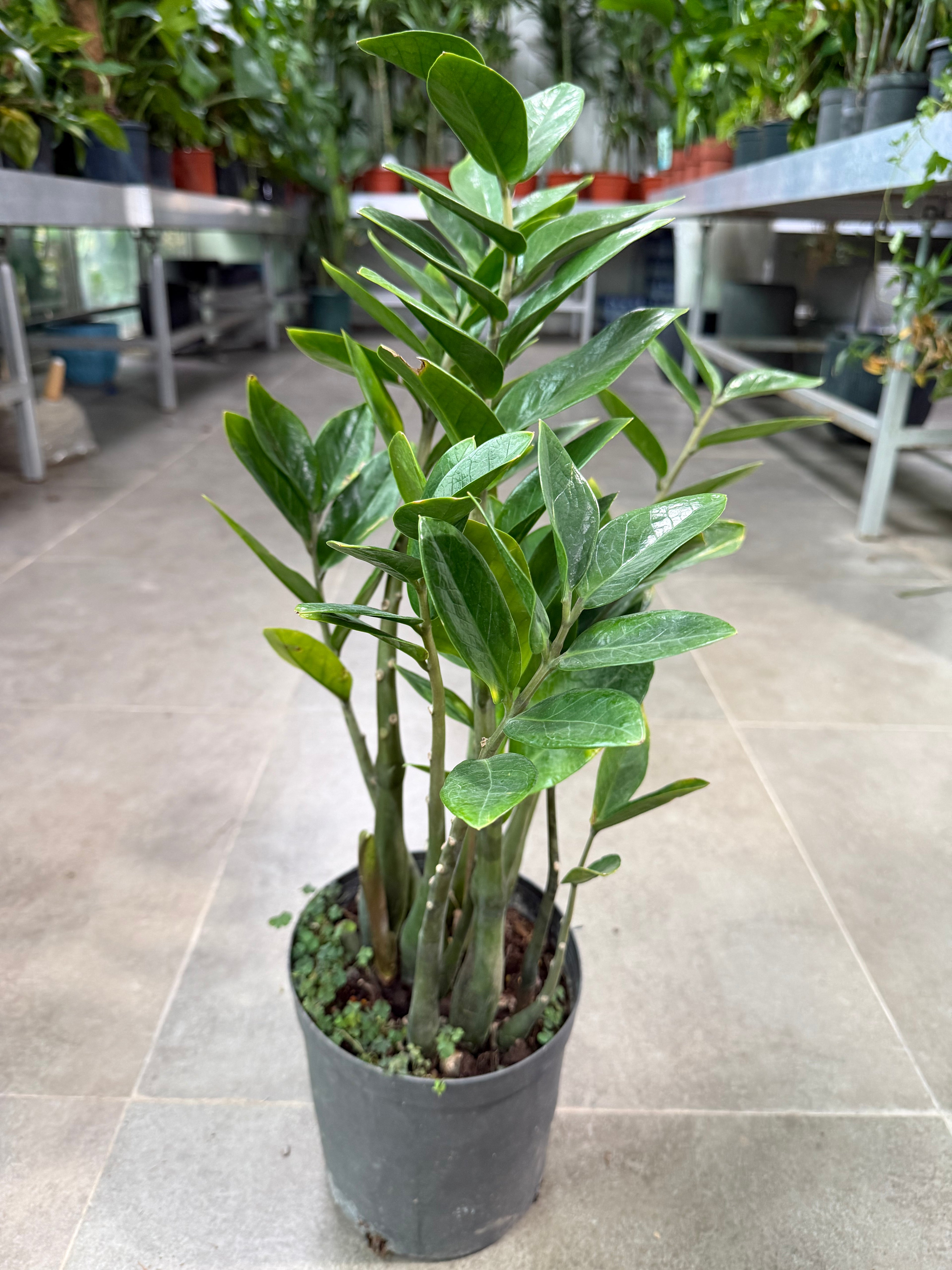 ZZ Plant
