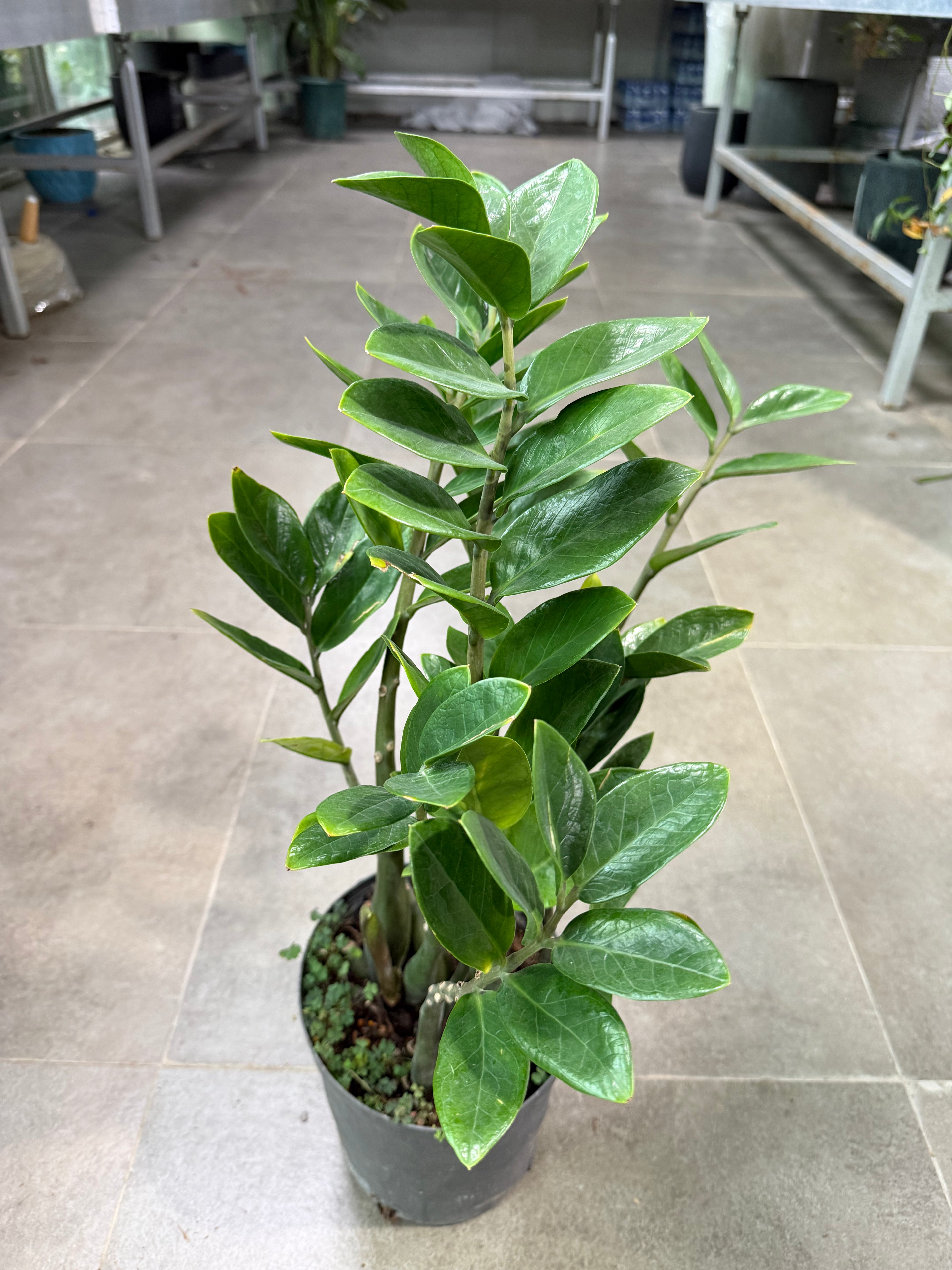 ZZ Plant