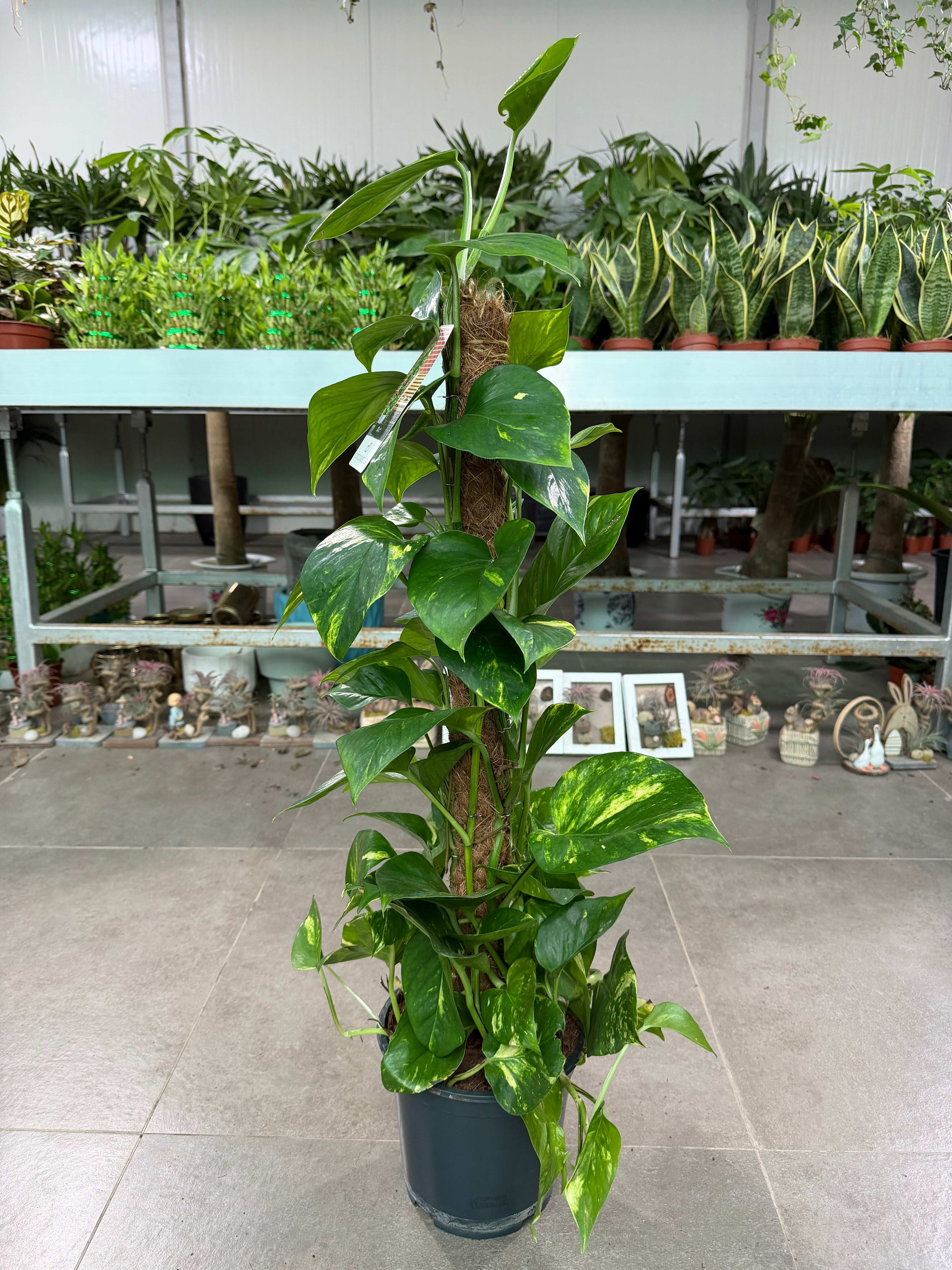 Money Plant