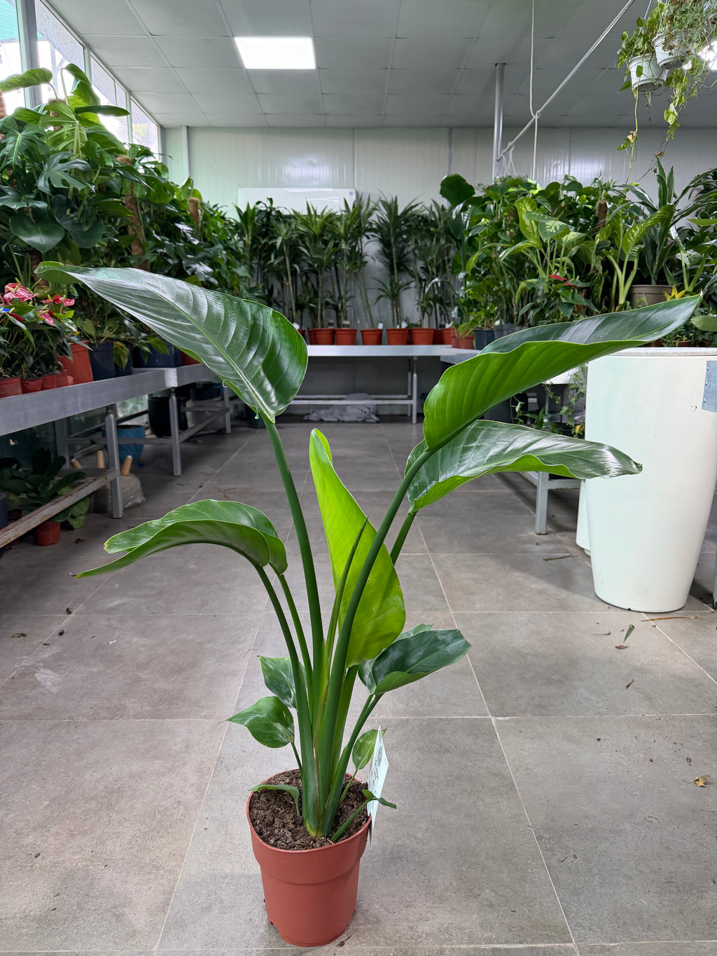 Bird of Paradise