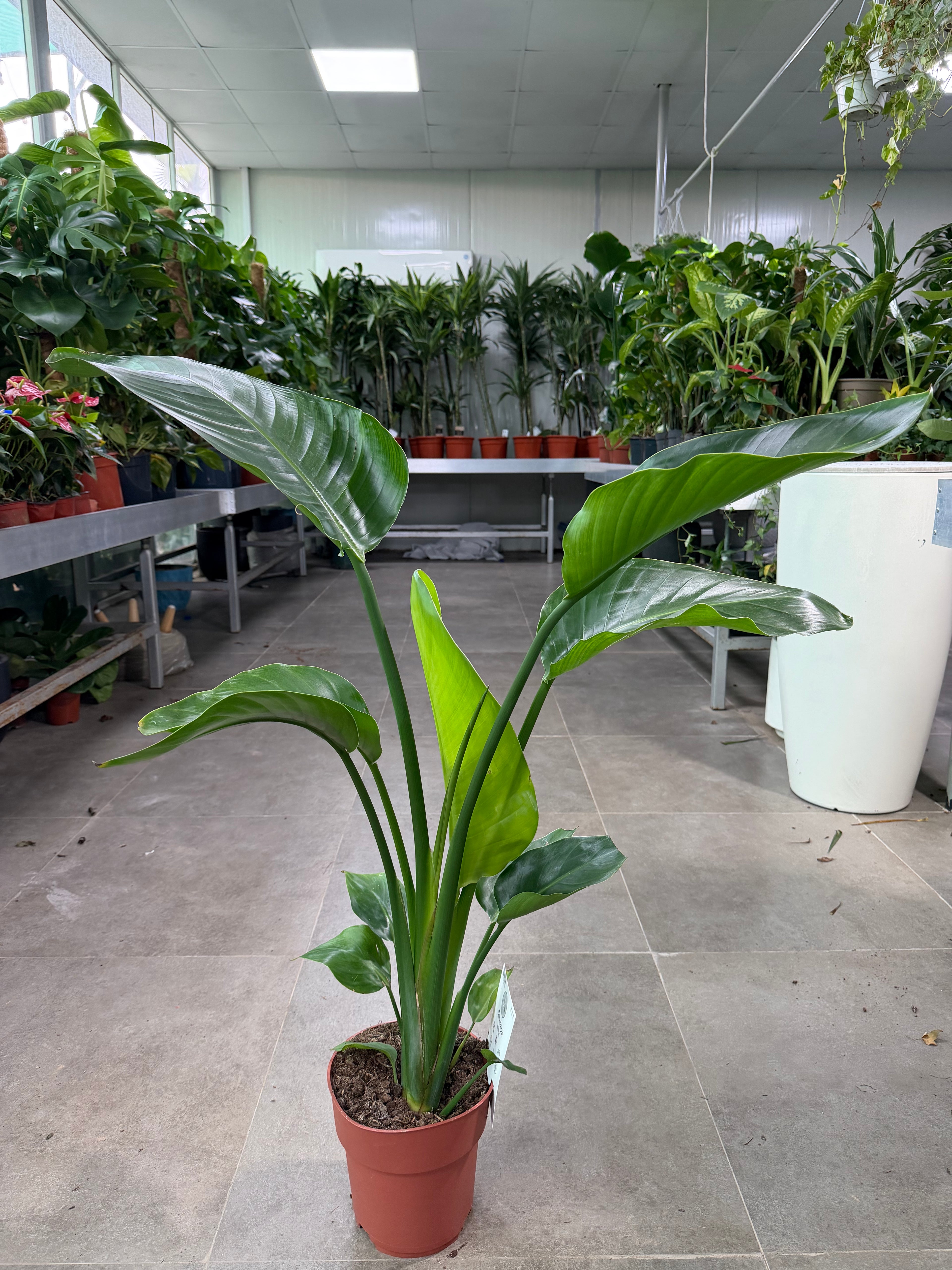 Bird of Paradise