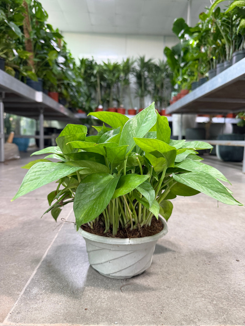 Money Plant