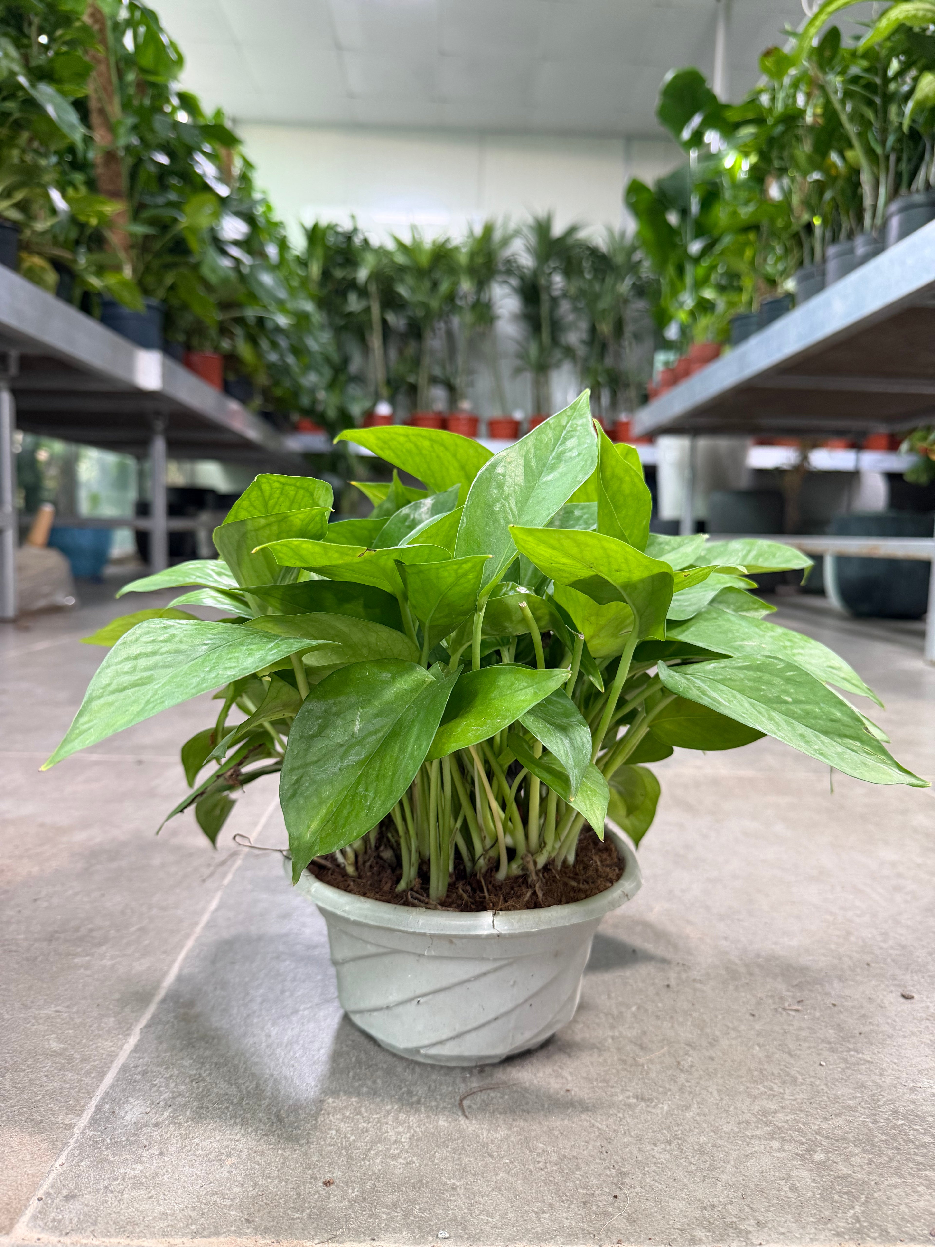 Money Plant