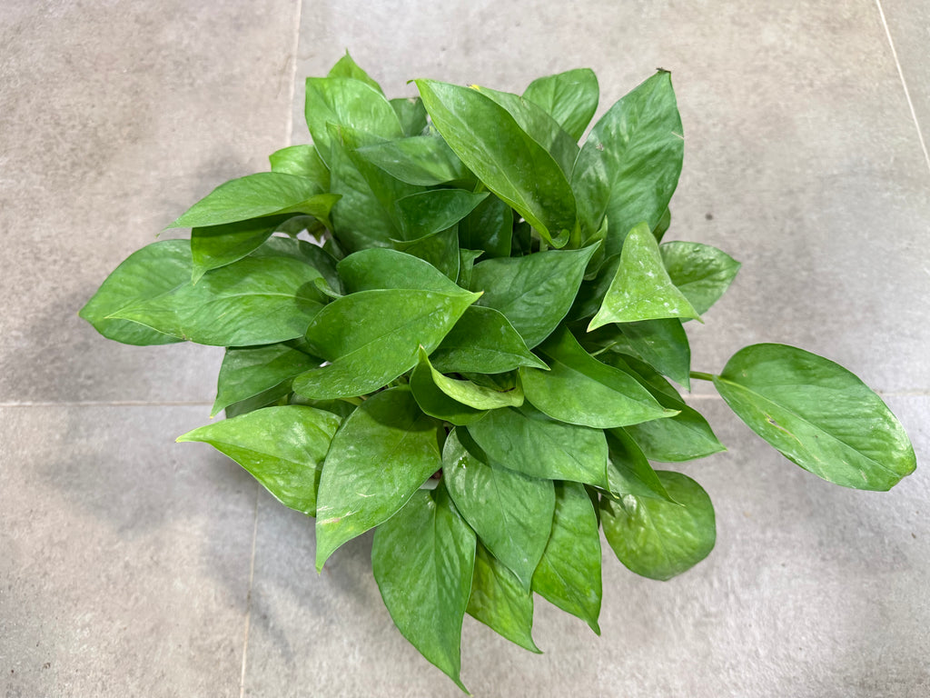 Money Plant