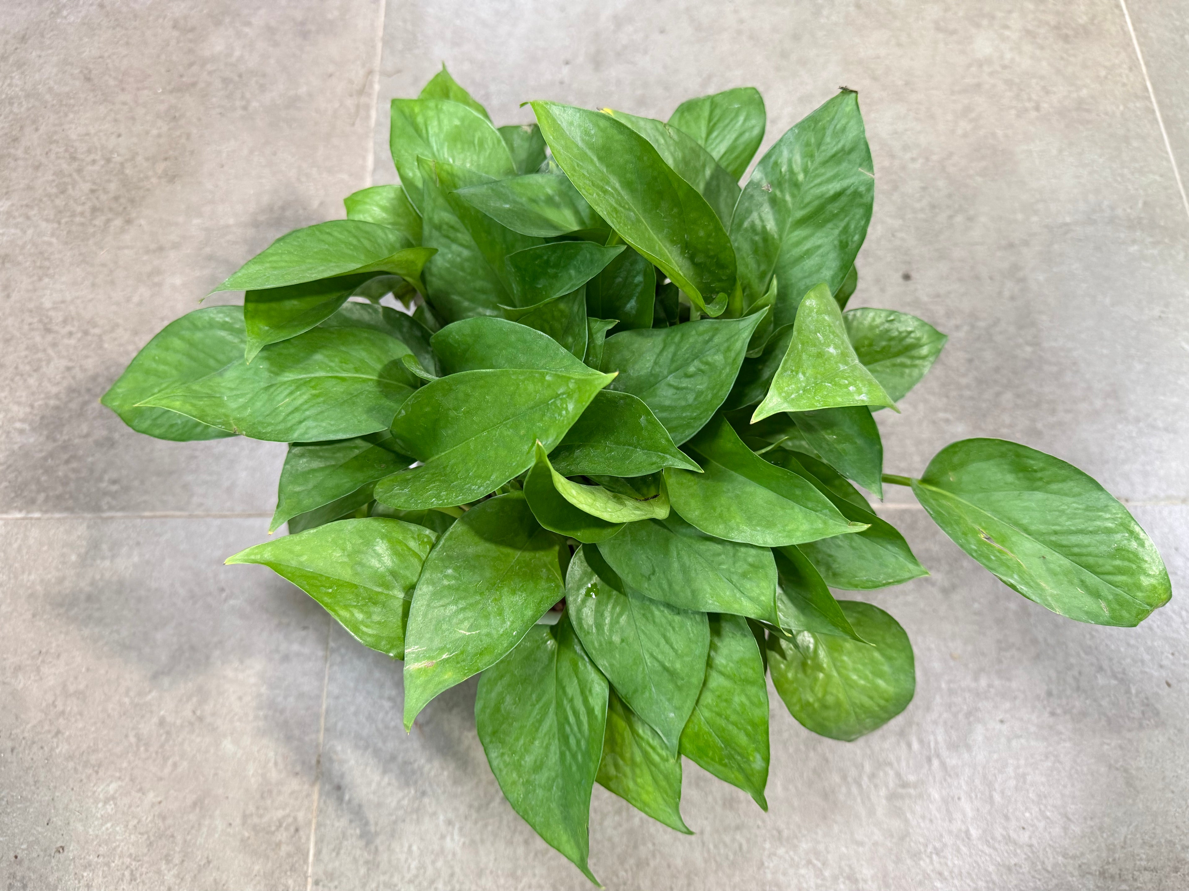Money Plant