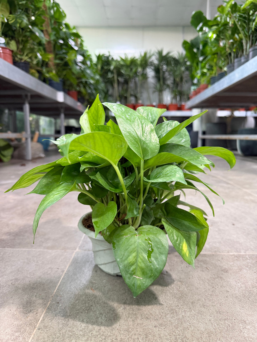 Money Plant