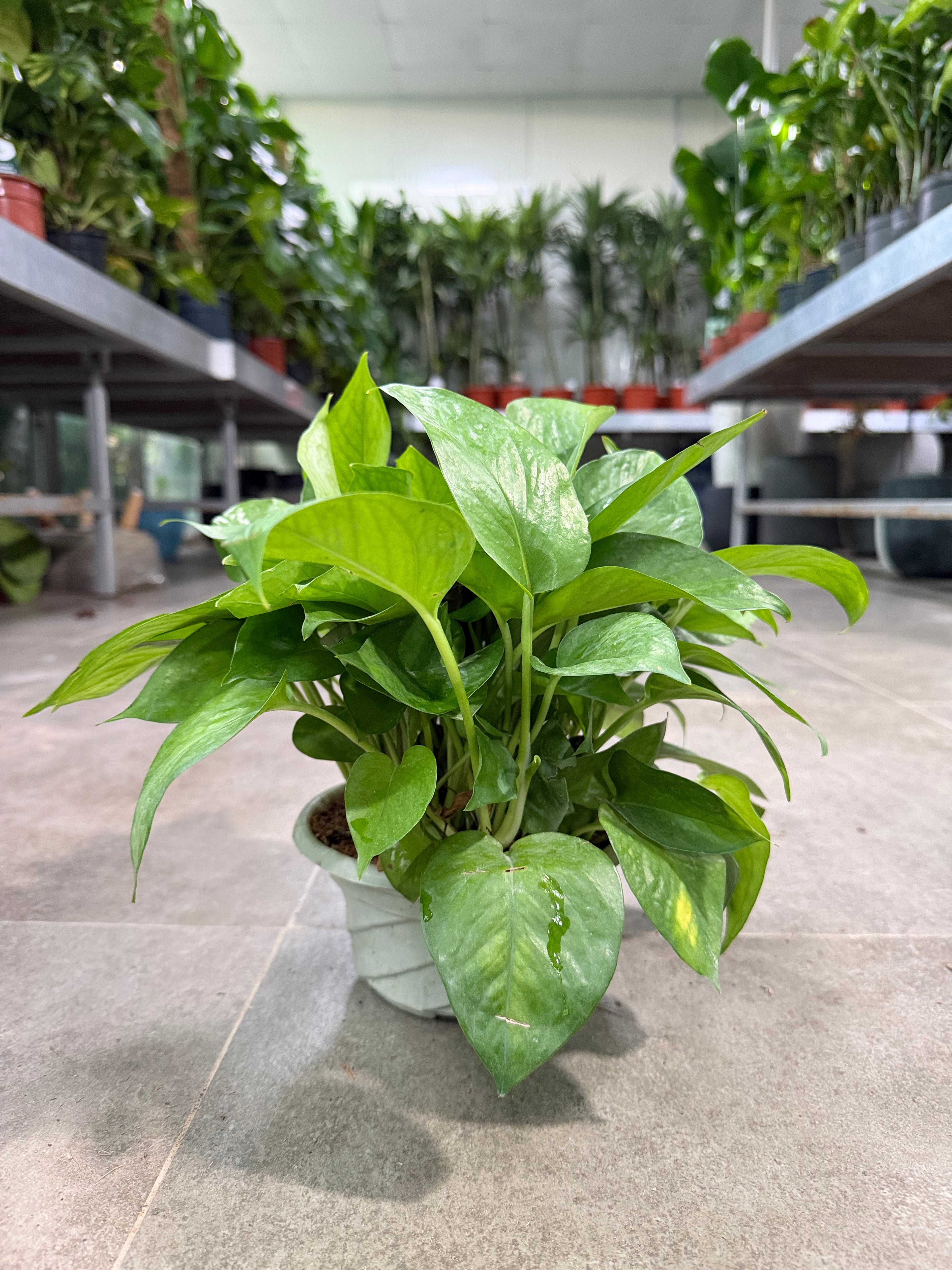 Money Plant