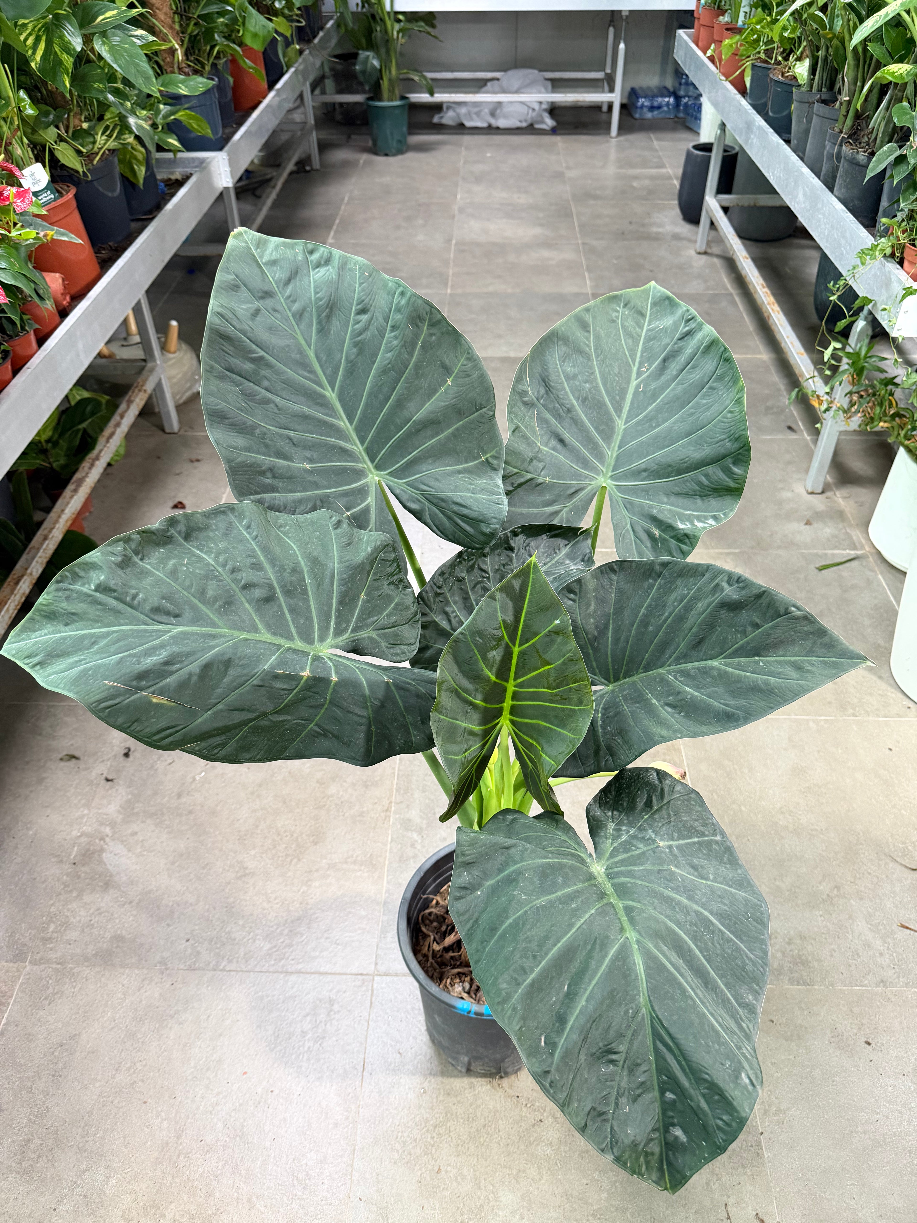 Alocasia