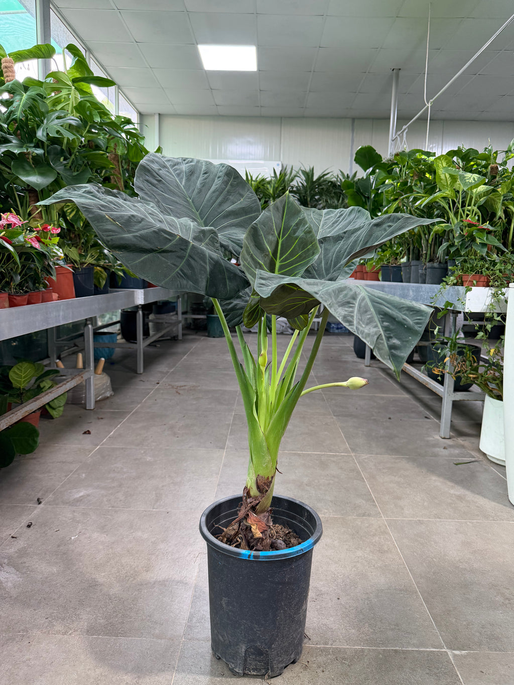 Alocasia