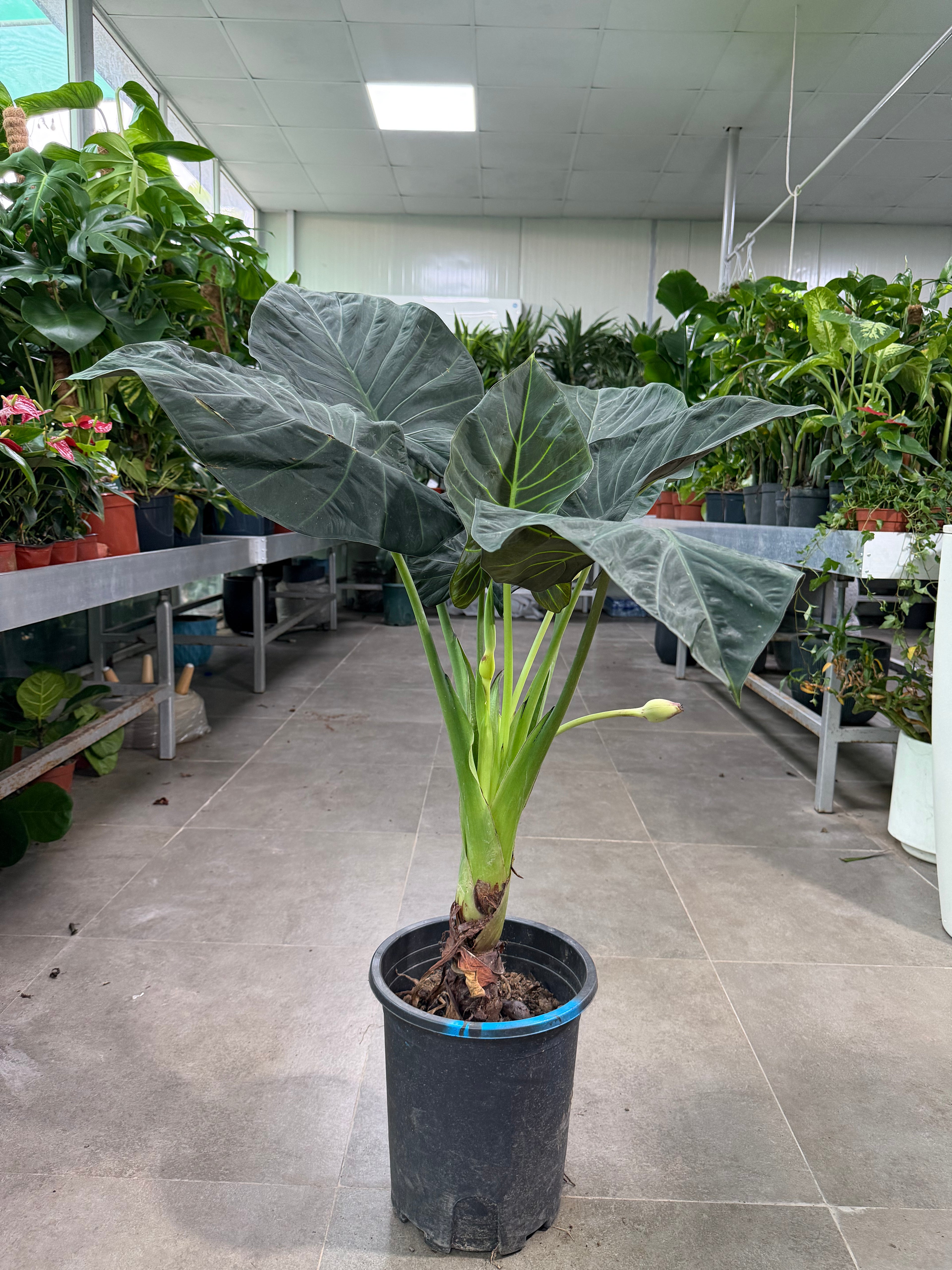 Alocasia