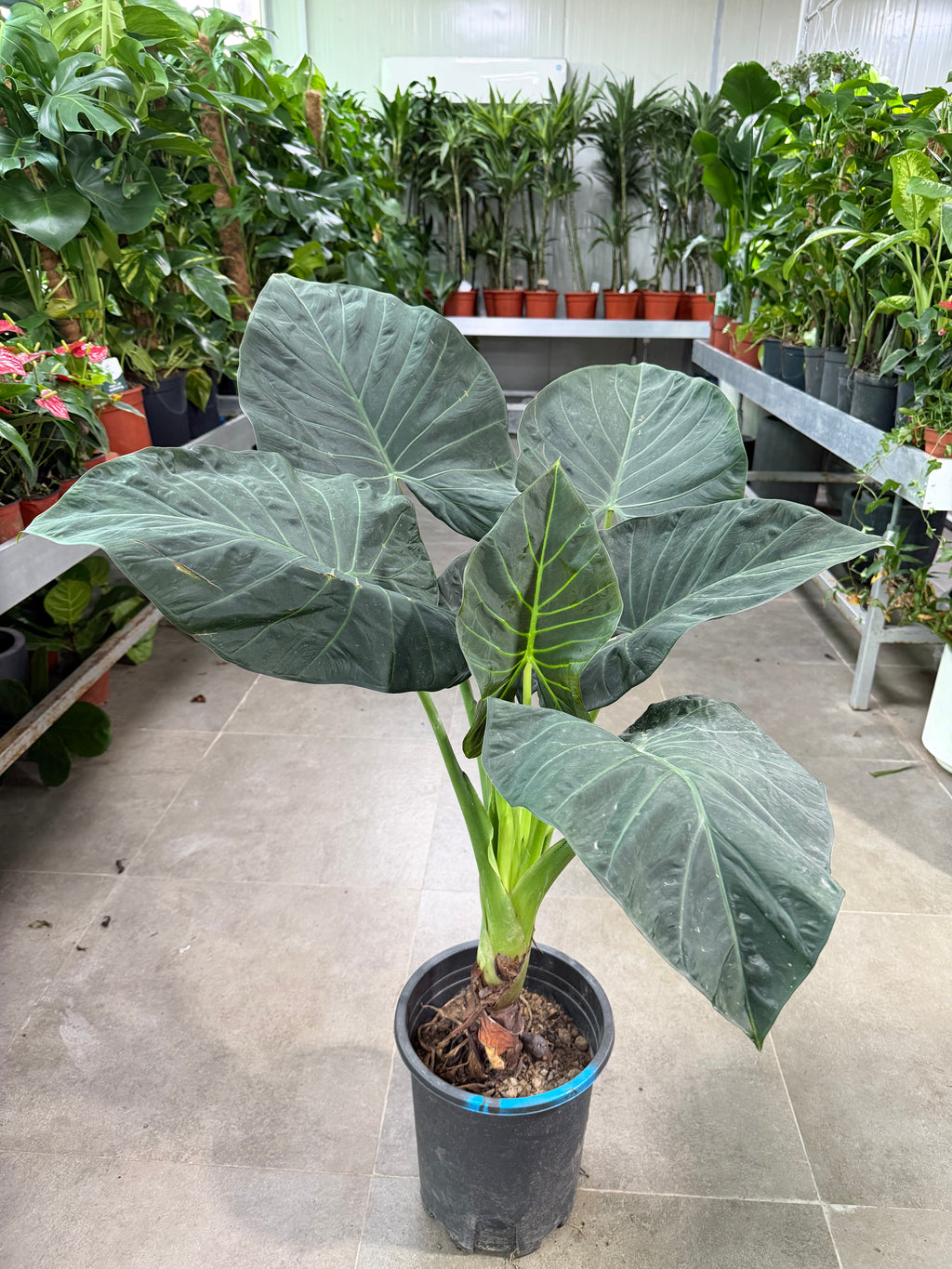 Alocasia