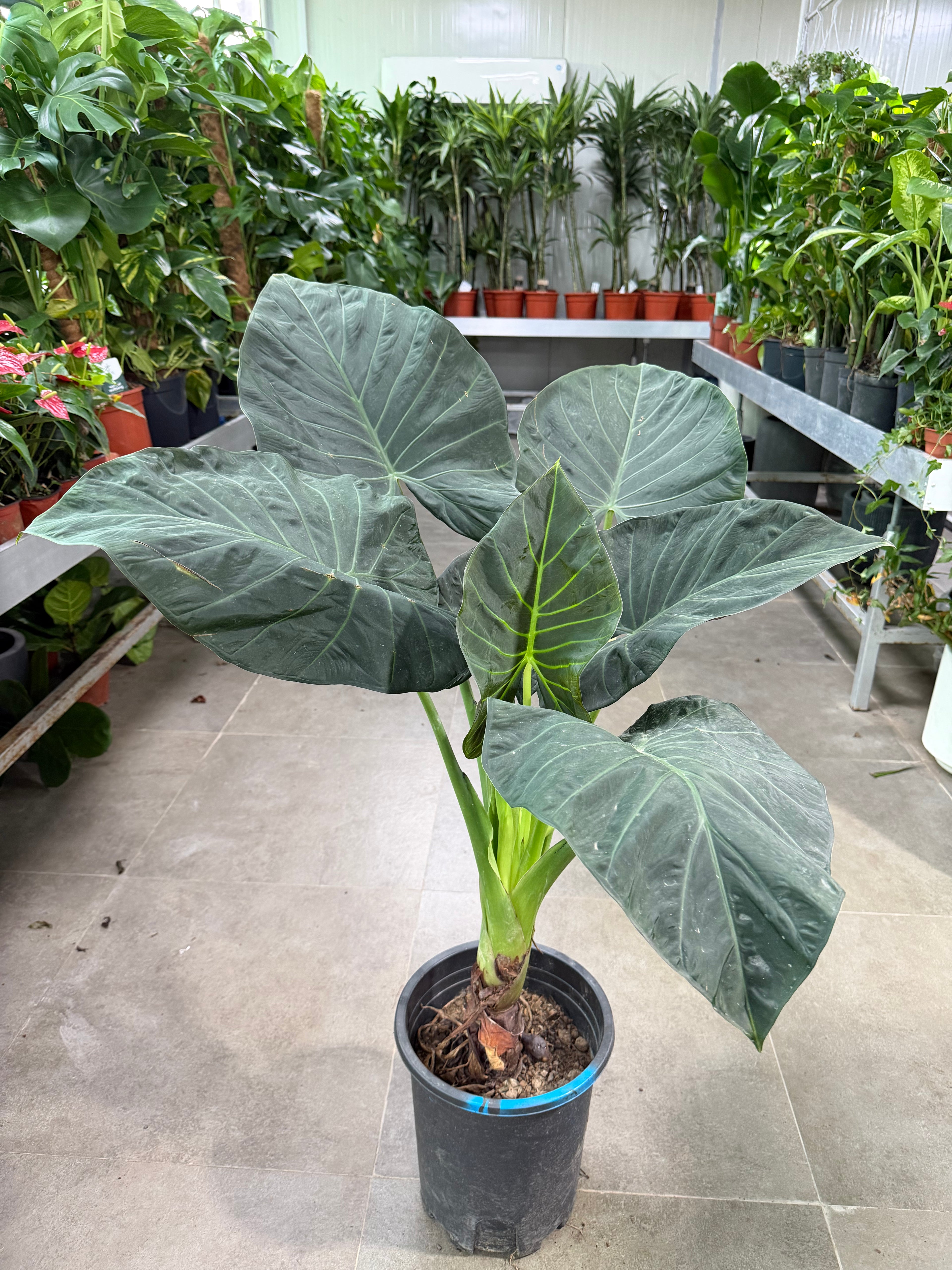 Alocasia