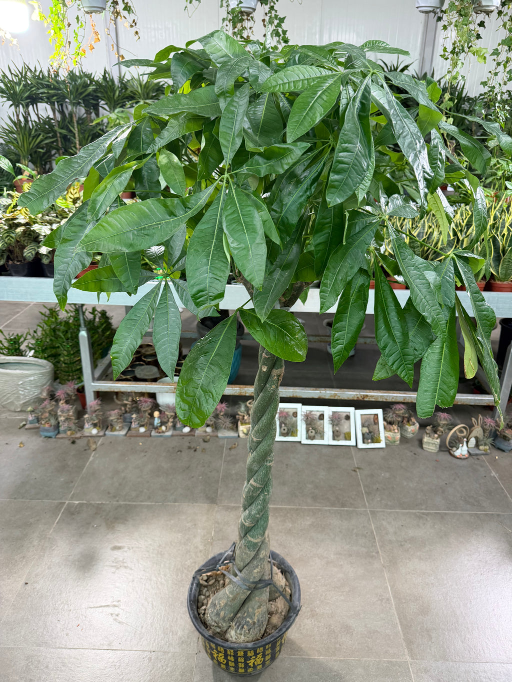 Money Tree