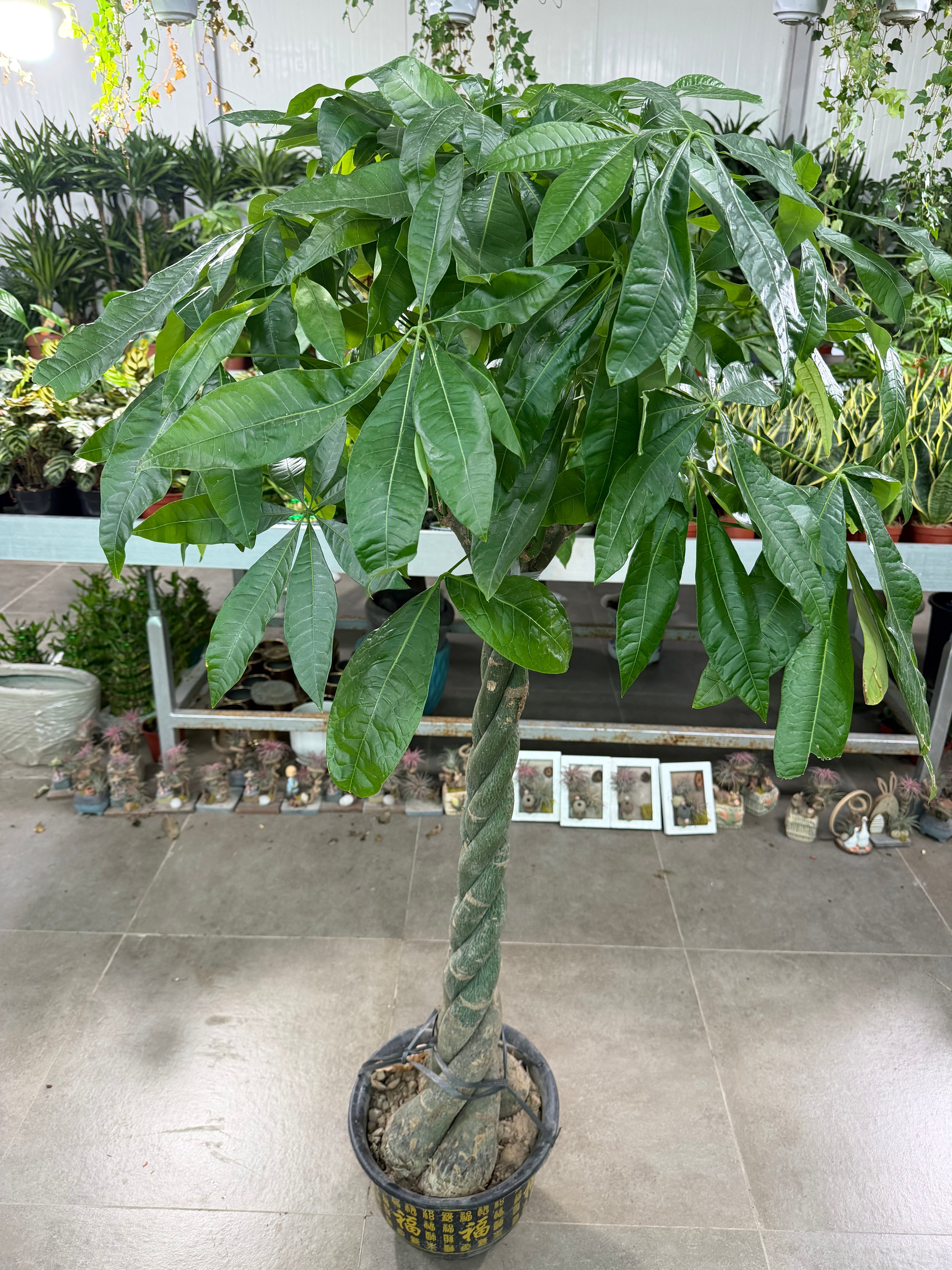 Money Tree