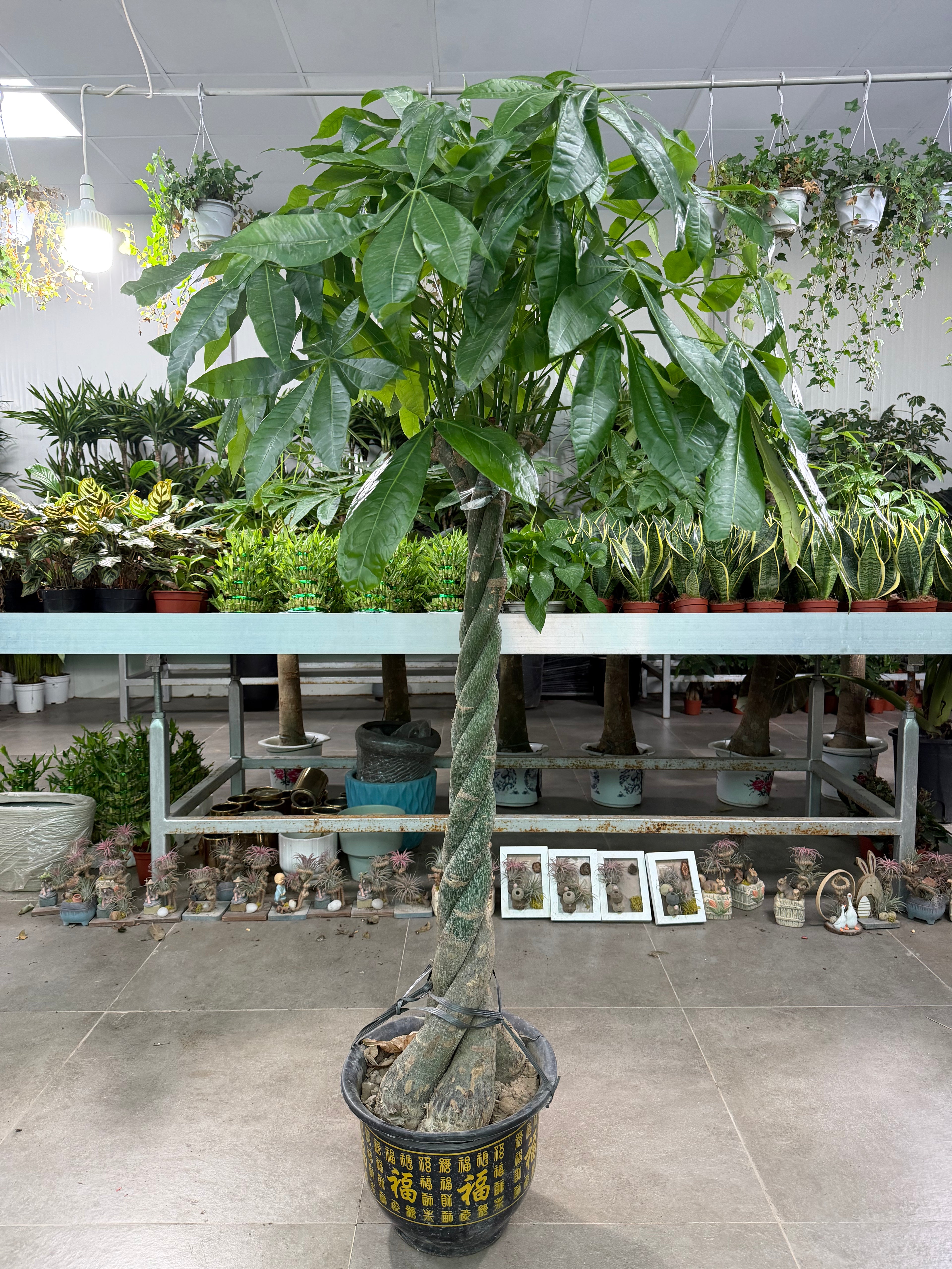 Money Tree