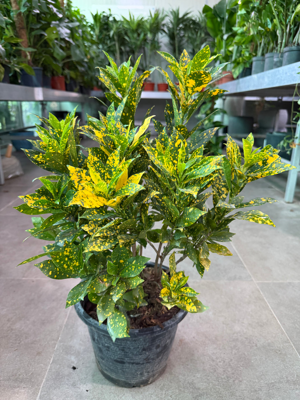 Croton (Small / Gold Dust)
