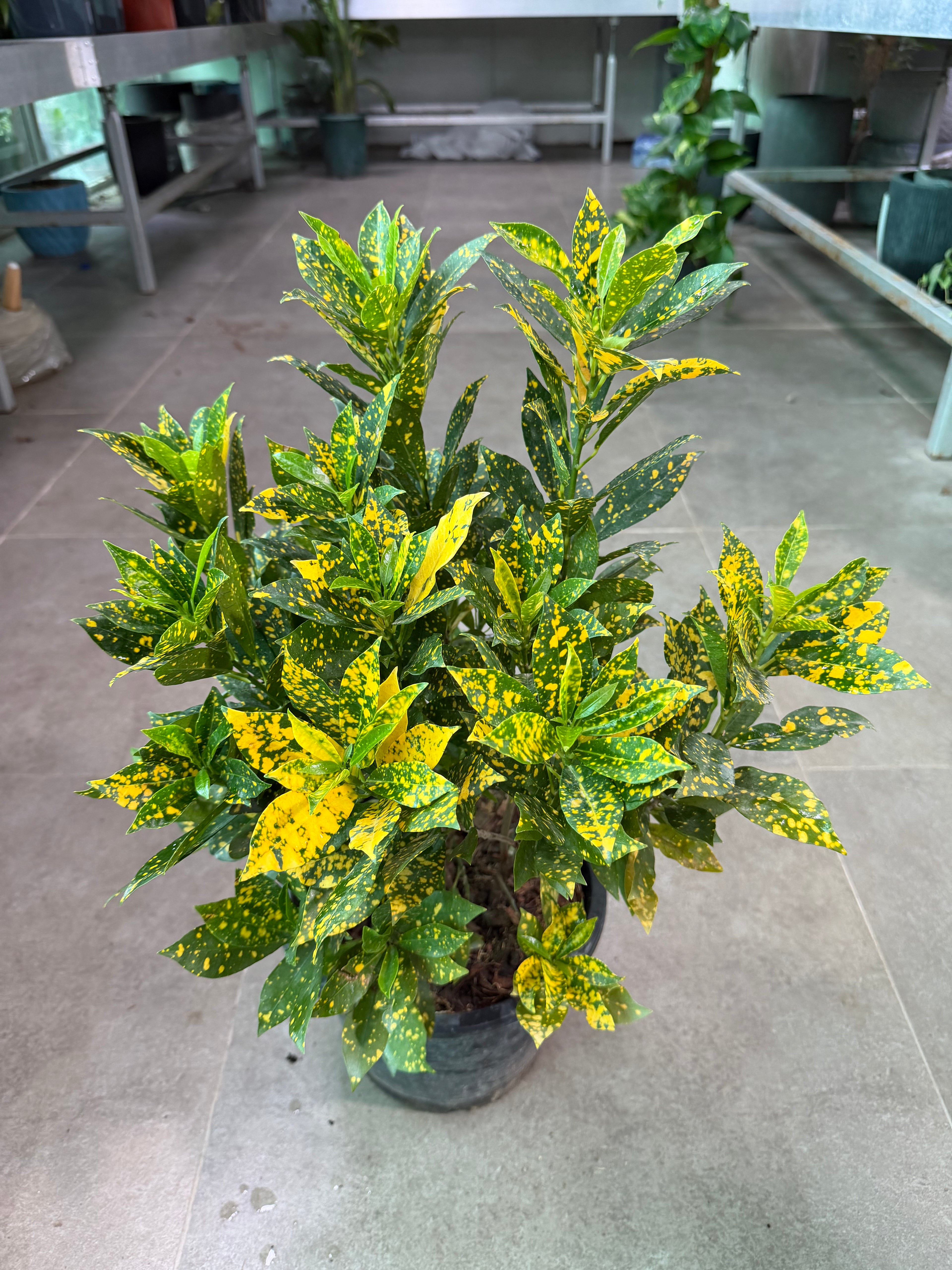 Croton (Small / Gold Dust)