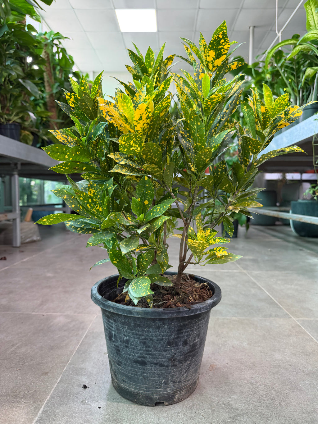 Croton (Small / Gold Dust)
