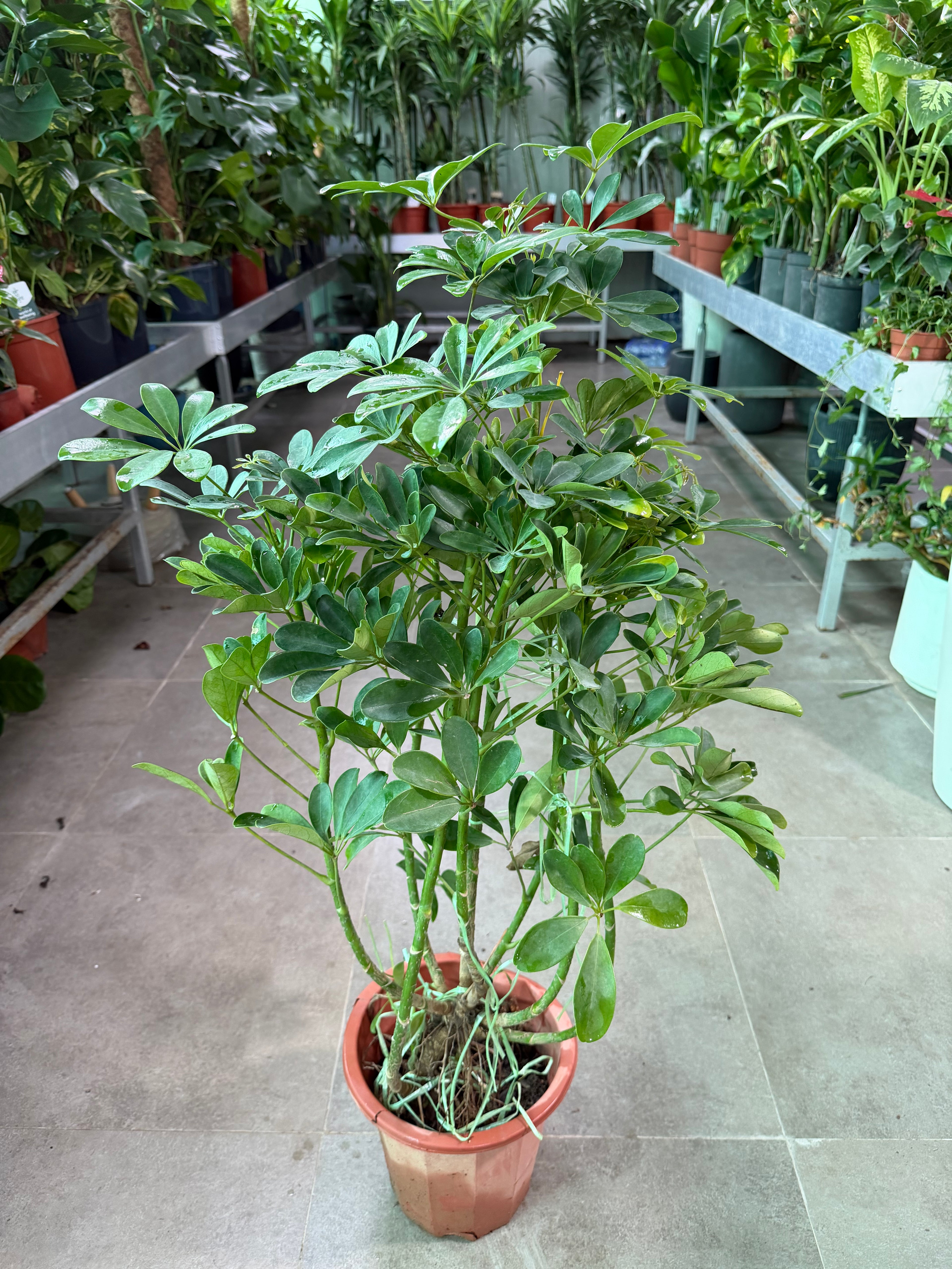 Schefflera