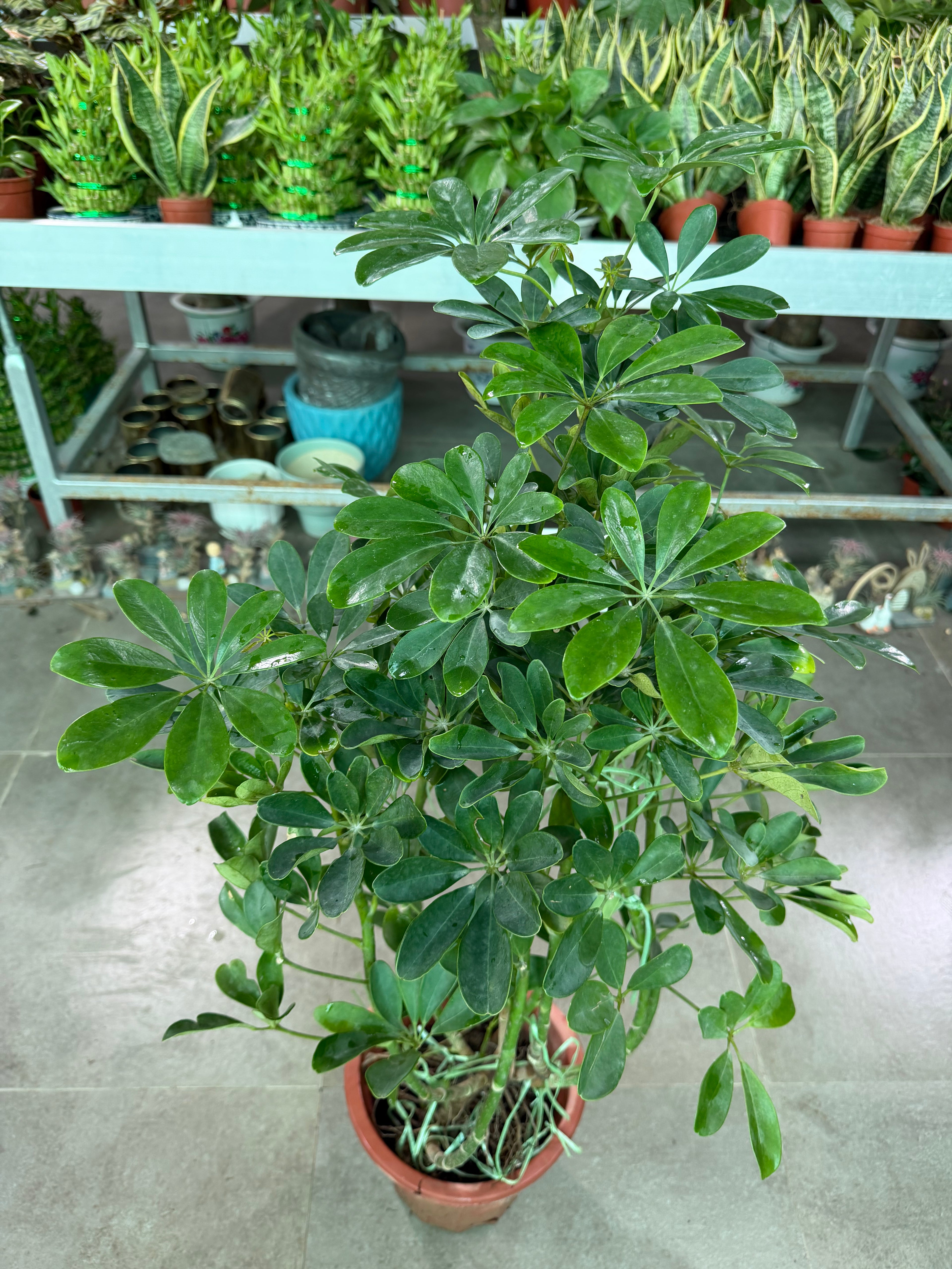 Schefflera