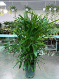 Raphis Palm