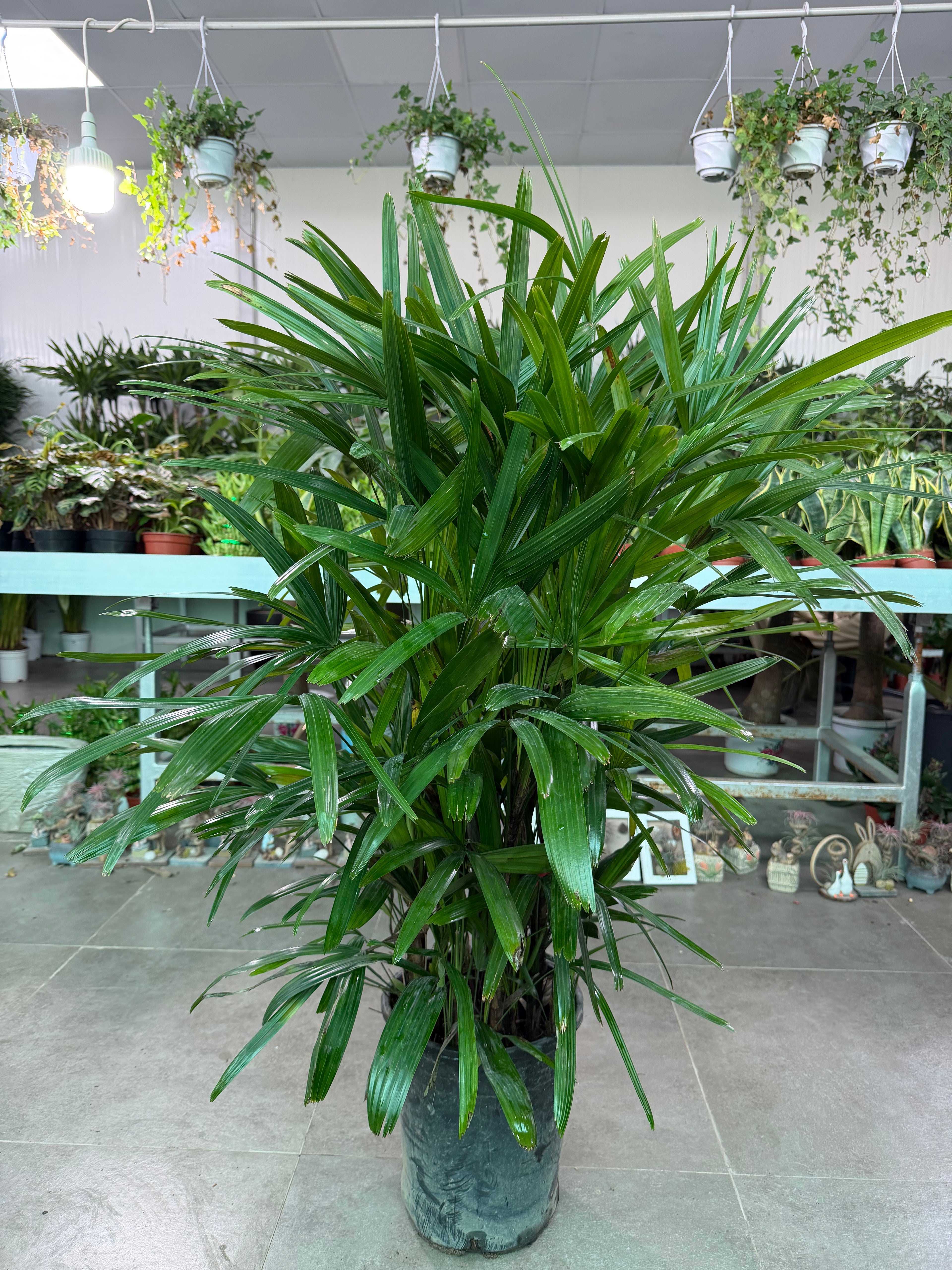 Raphis Palm