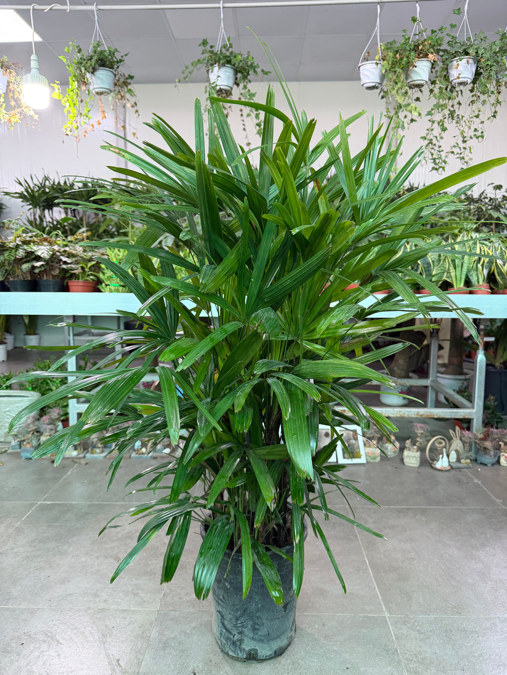 Raphis Palm