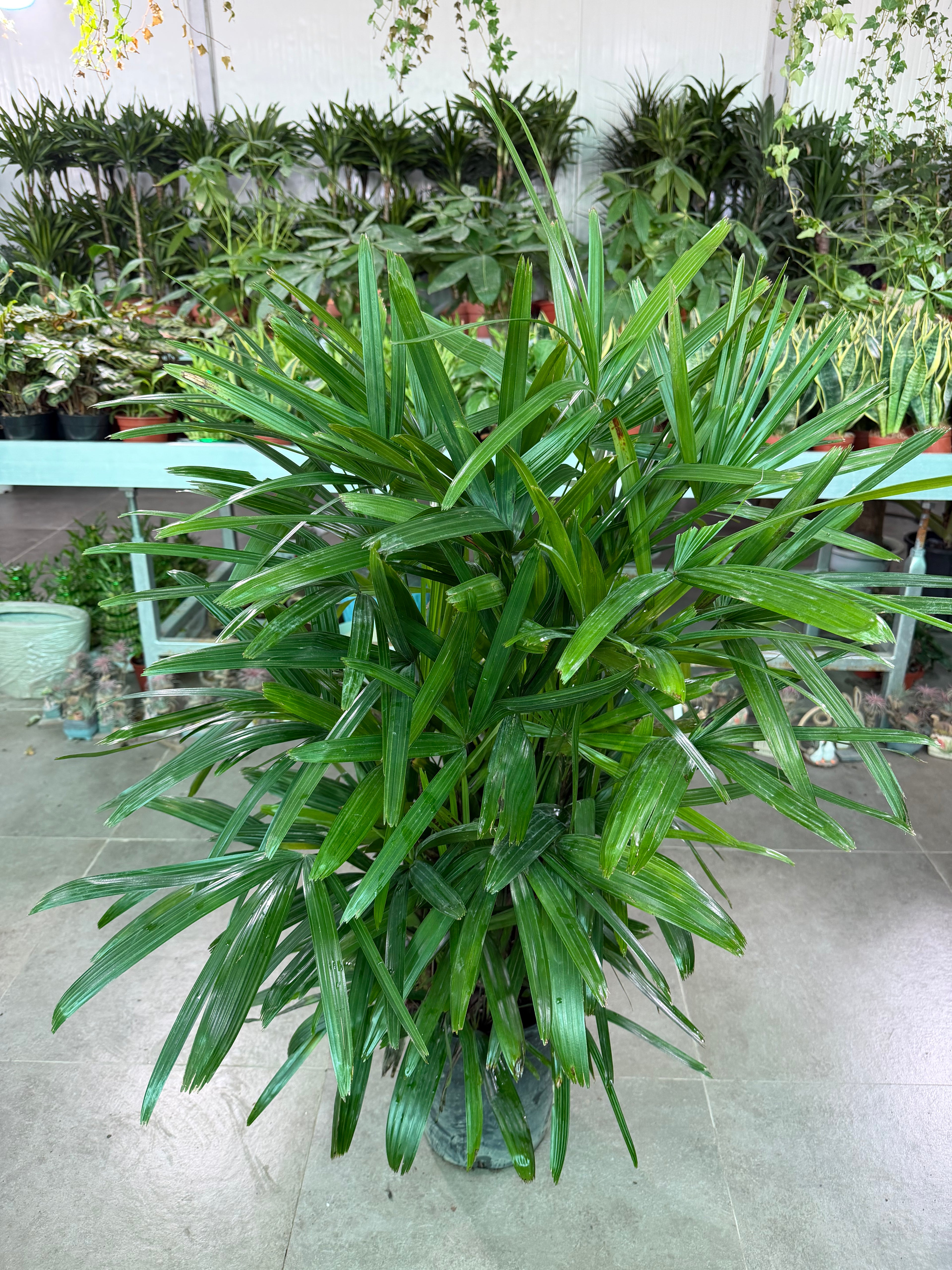 Raphis Palm