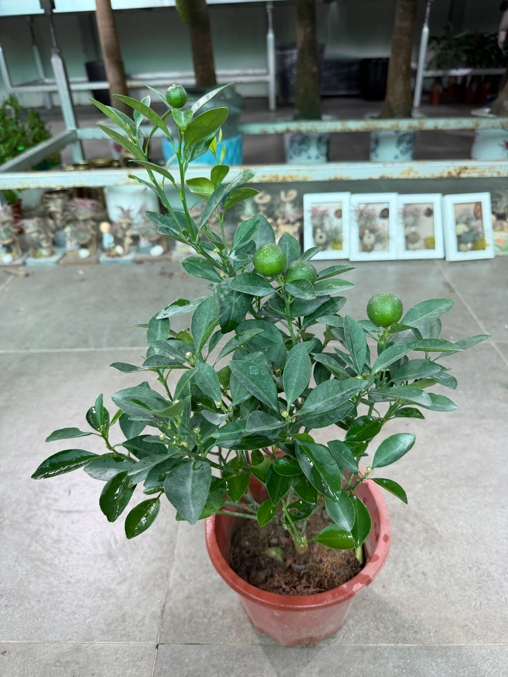 Citrus Mandarin