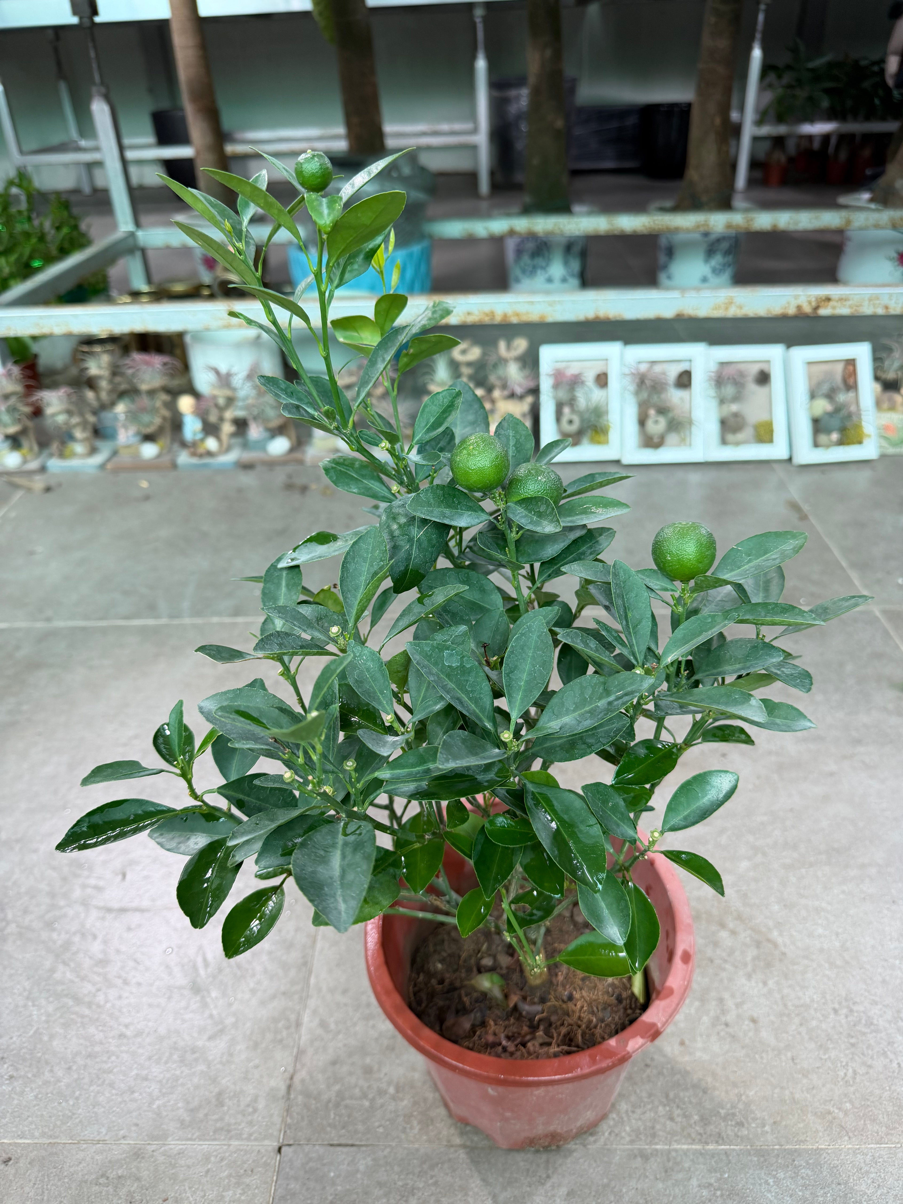 Citrus Mandarin