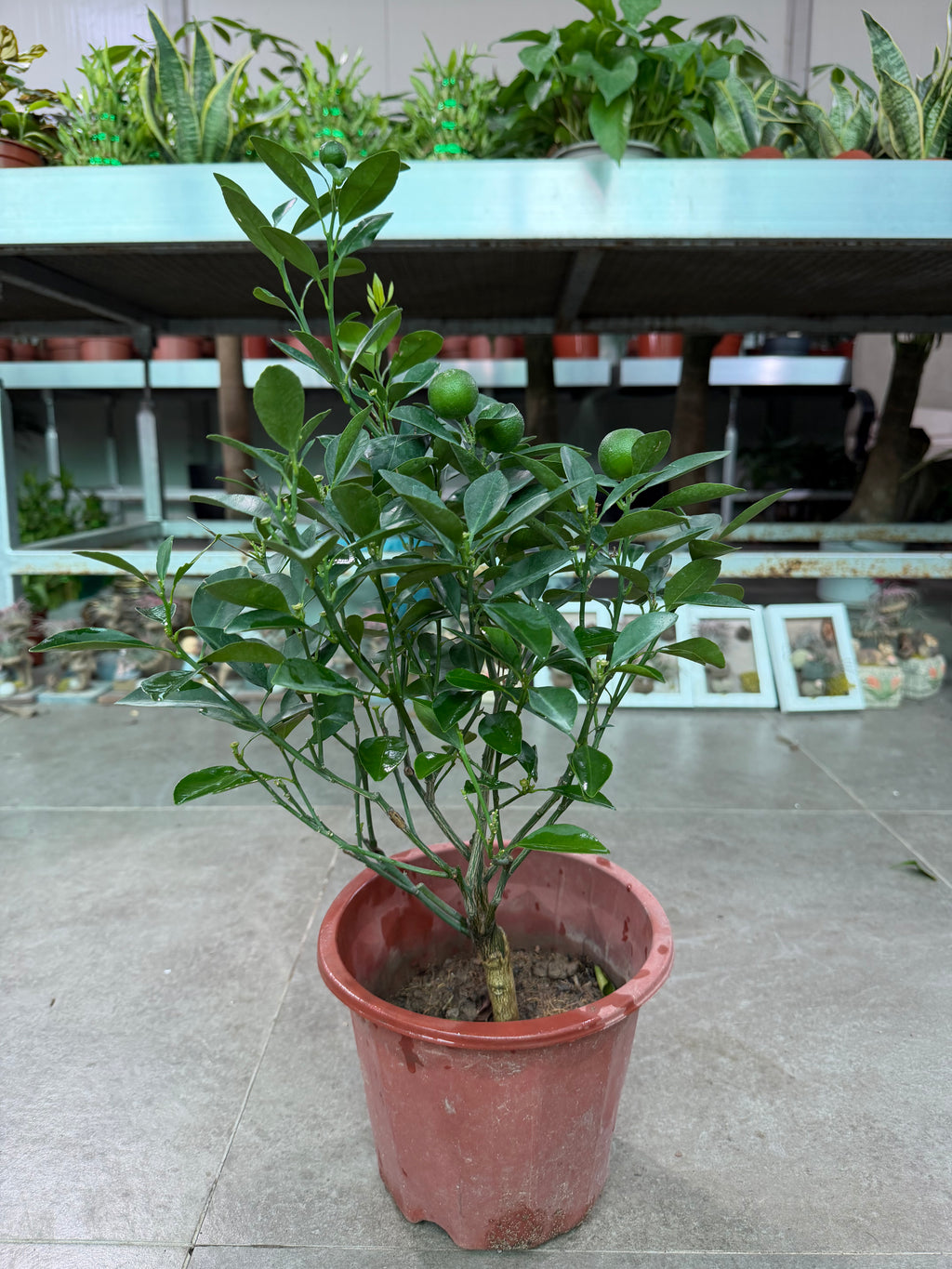 Citrus Mandarin