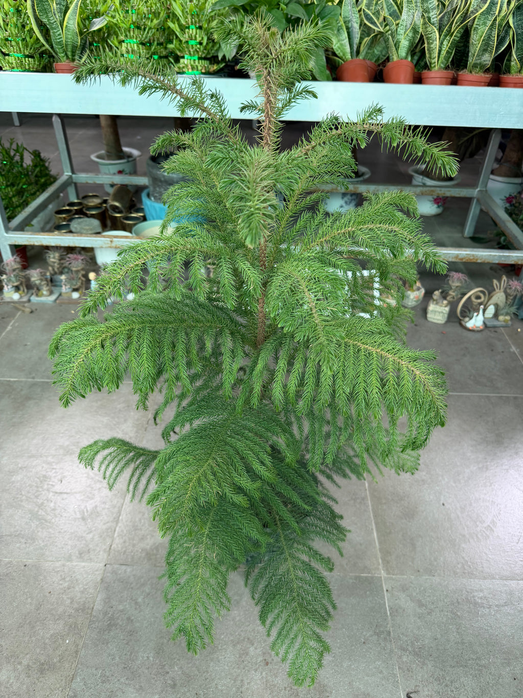Araucaria Heterophylla