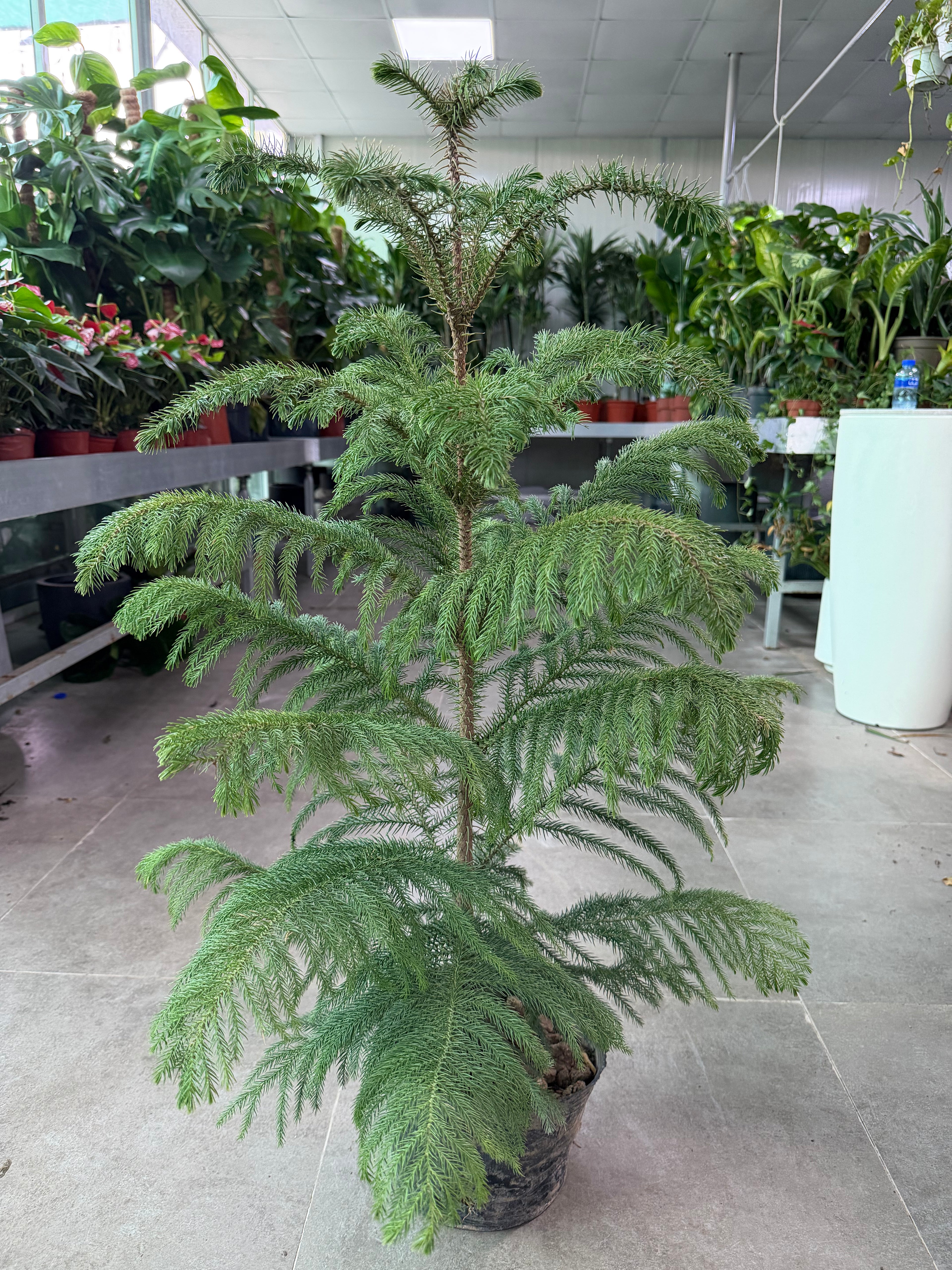 Araucaria Heterophylla