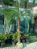 Phoenix Palm