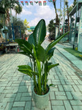 Strelitzia Reginae – Bird of Paradise