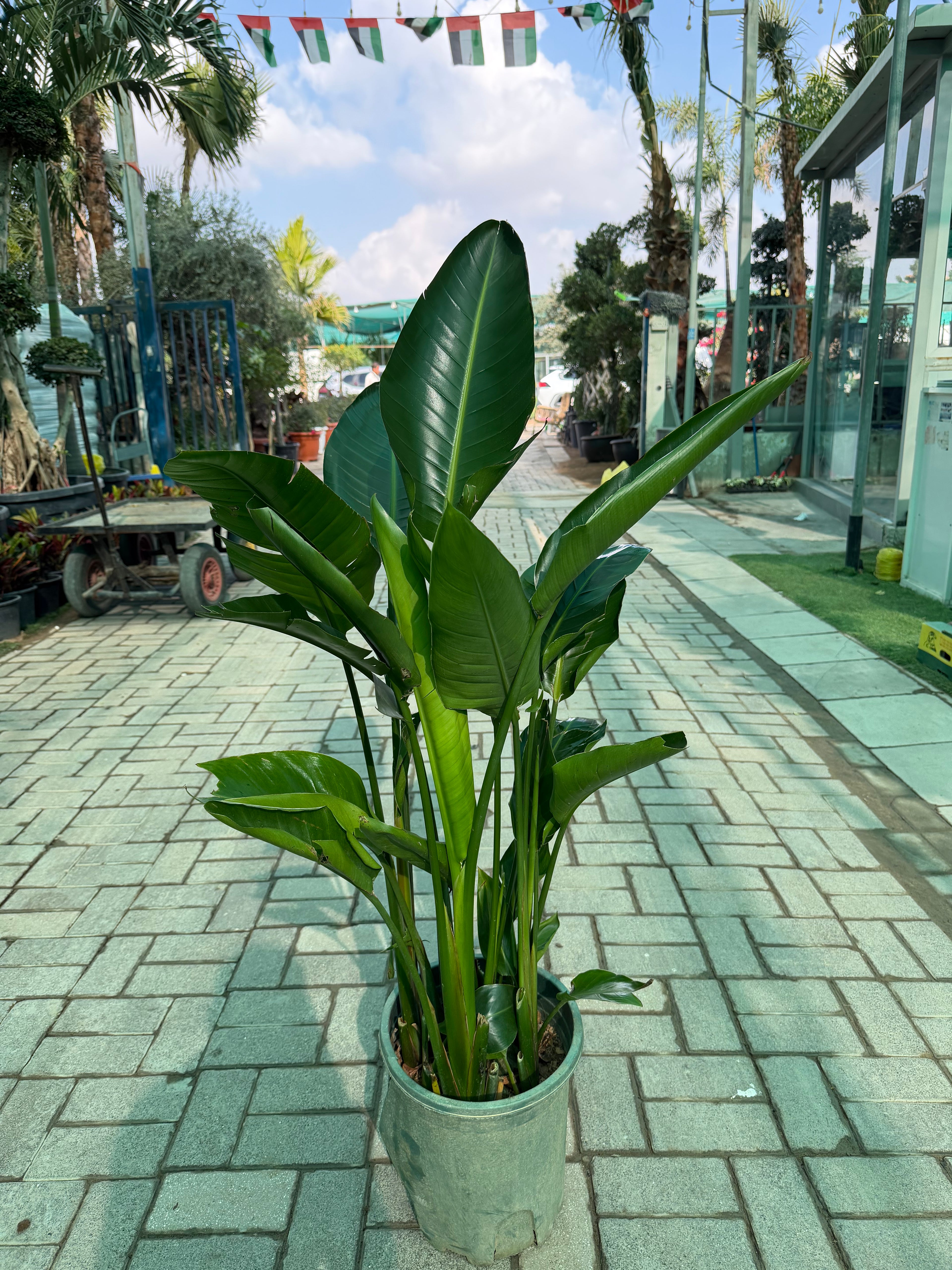 Strelitzia Reginae – Bird of Paradise