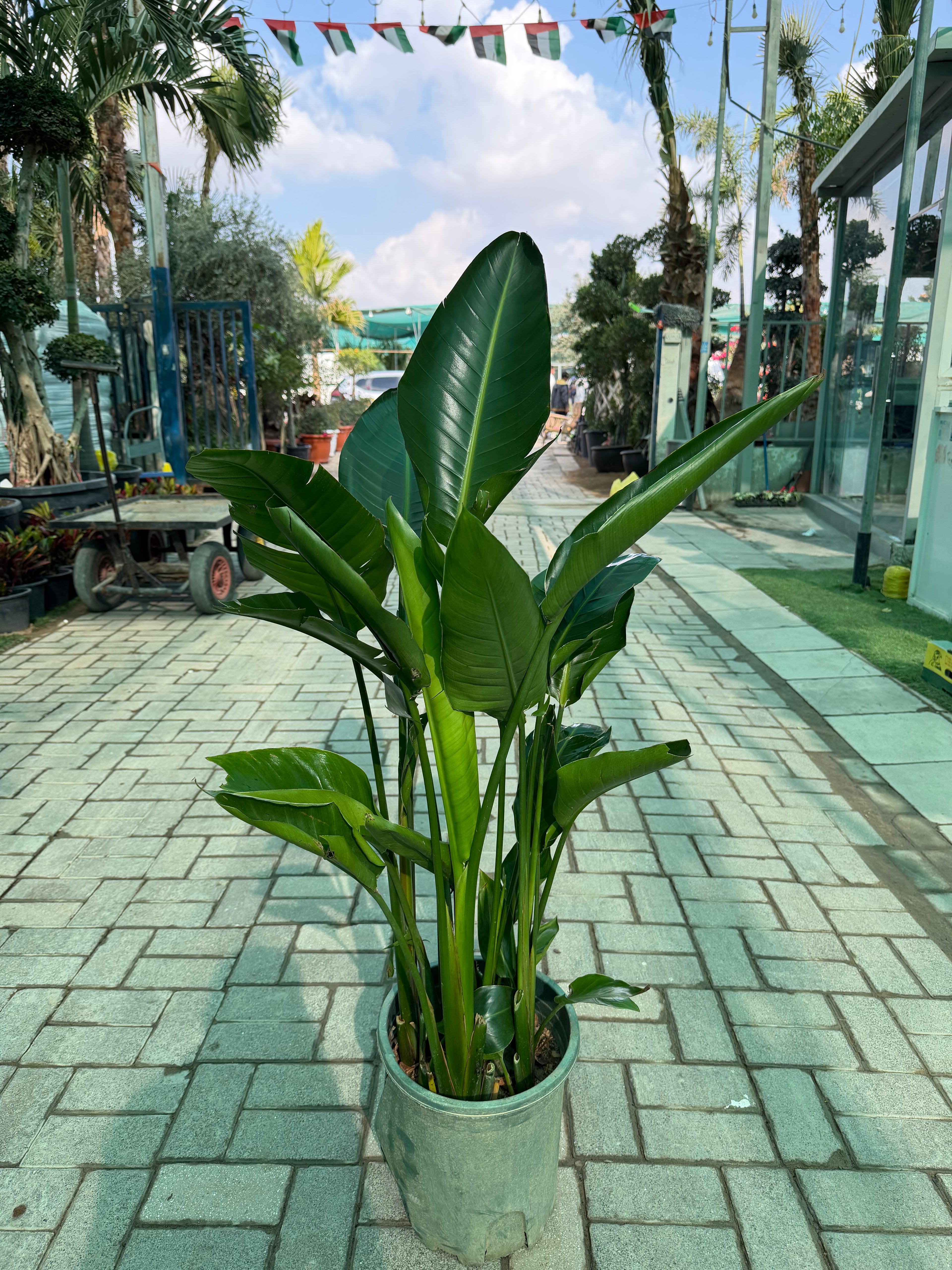 Strelitzia Reginae – Bird of Paradise