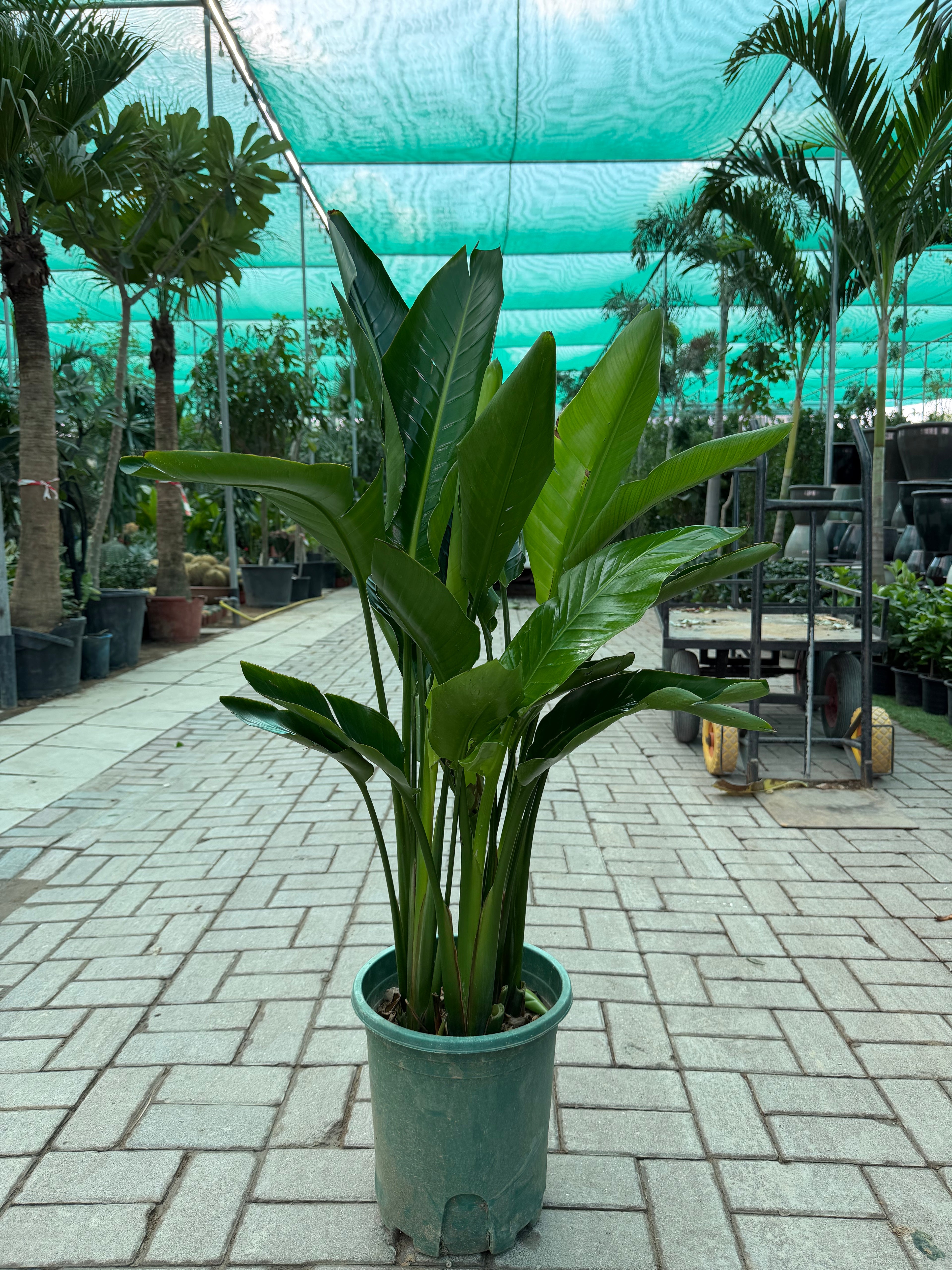 Strelitzia Reginae – Bird of Paradise