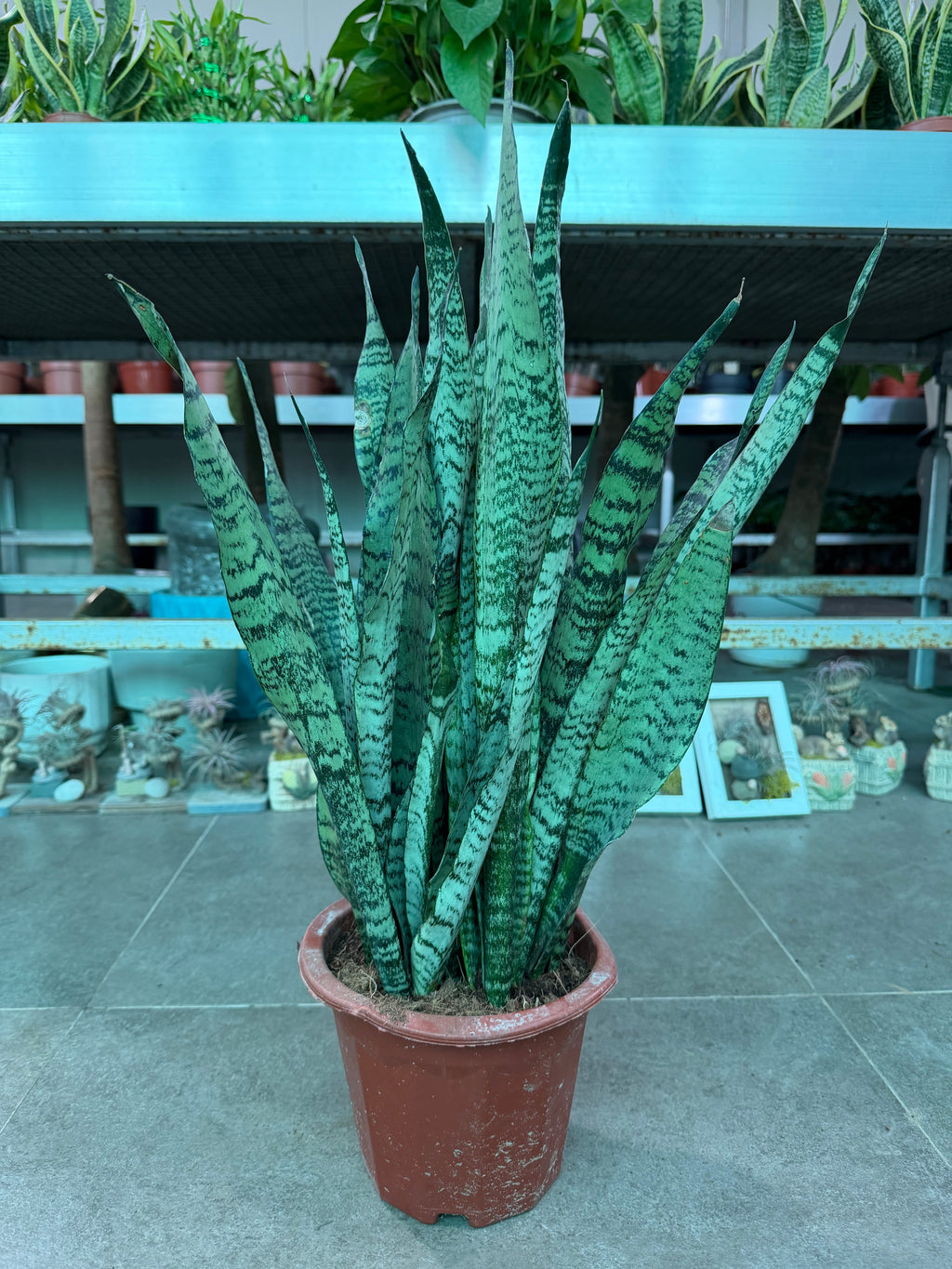 Green Snake Plant