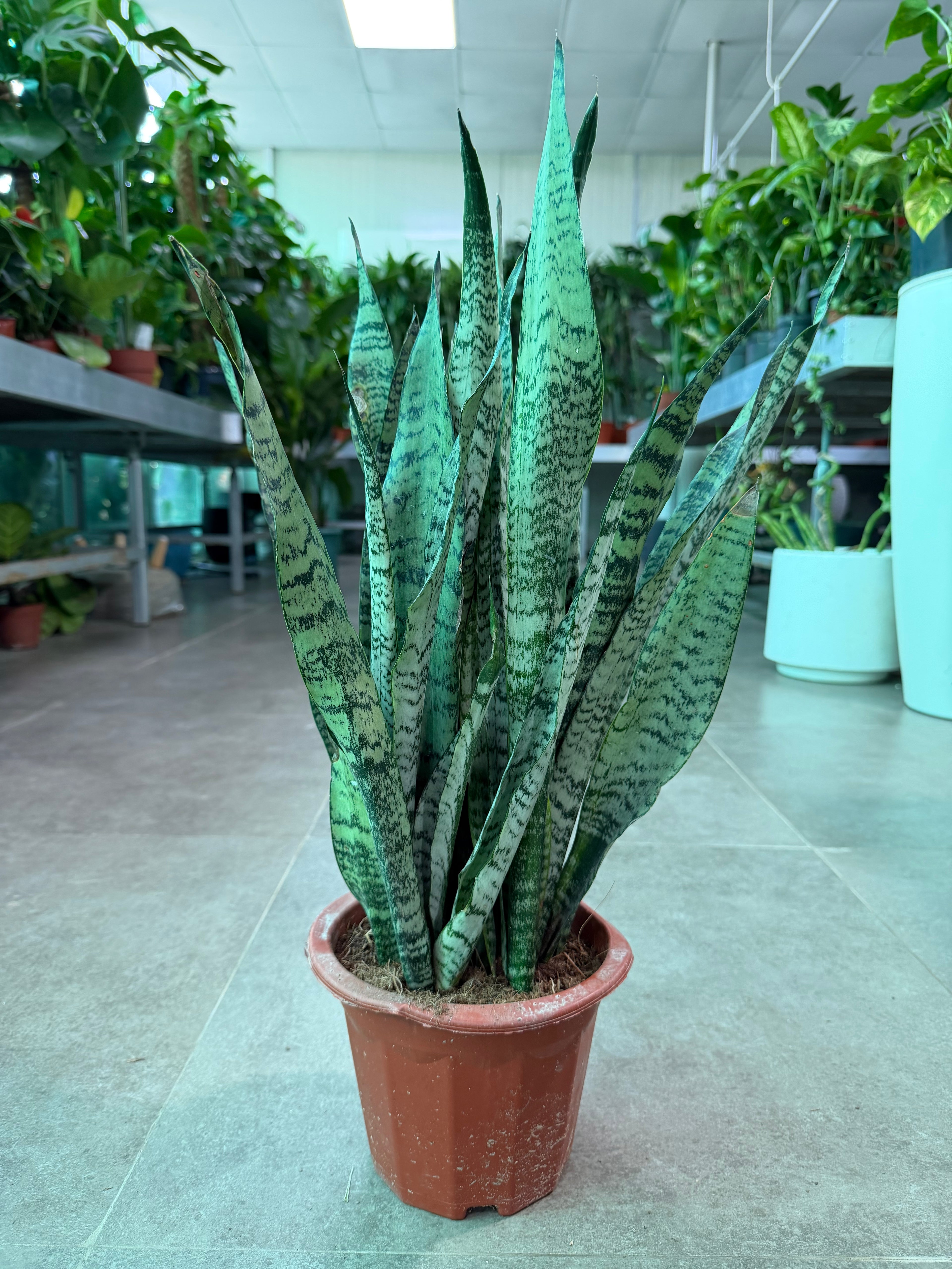 Green Snake Plant