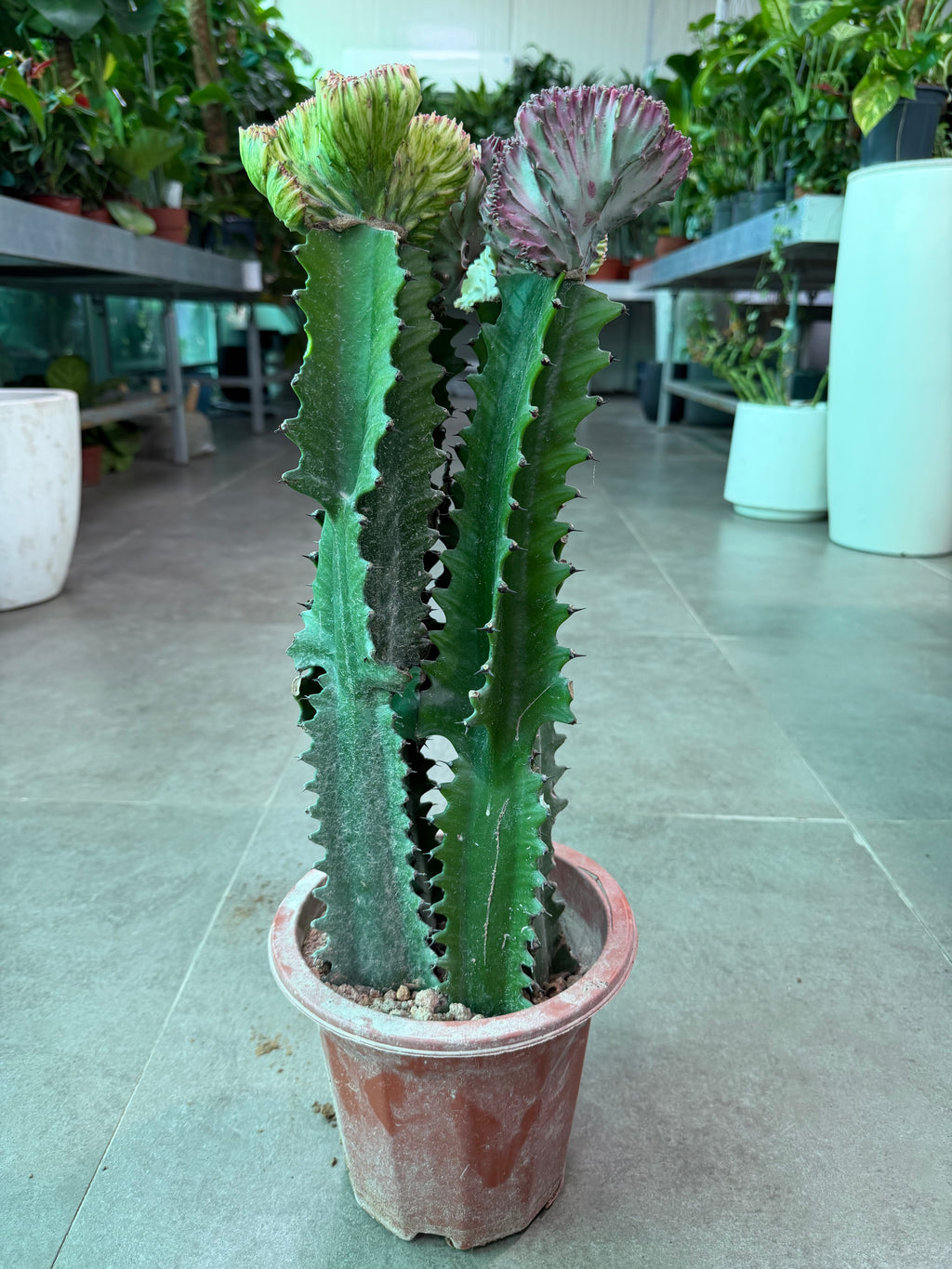 Euphorbia Lactea Cristata