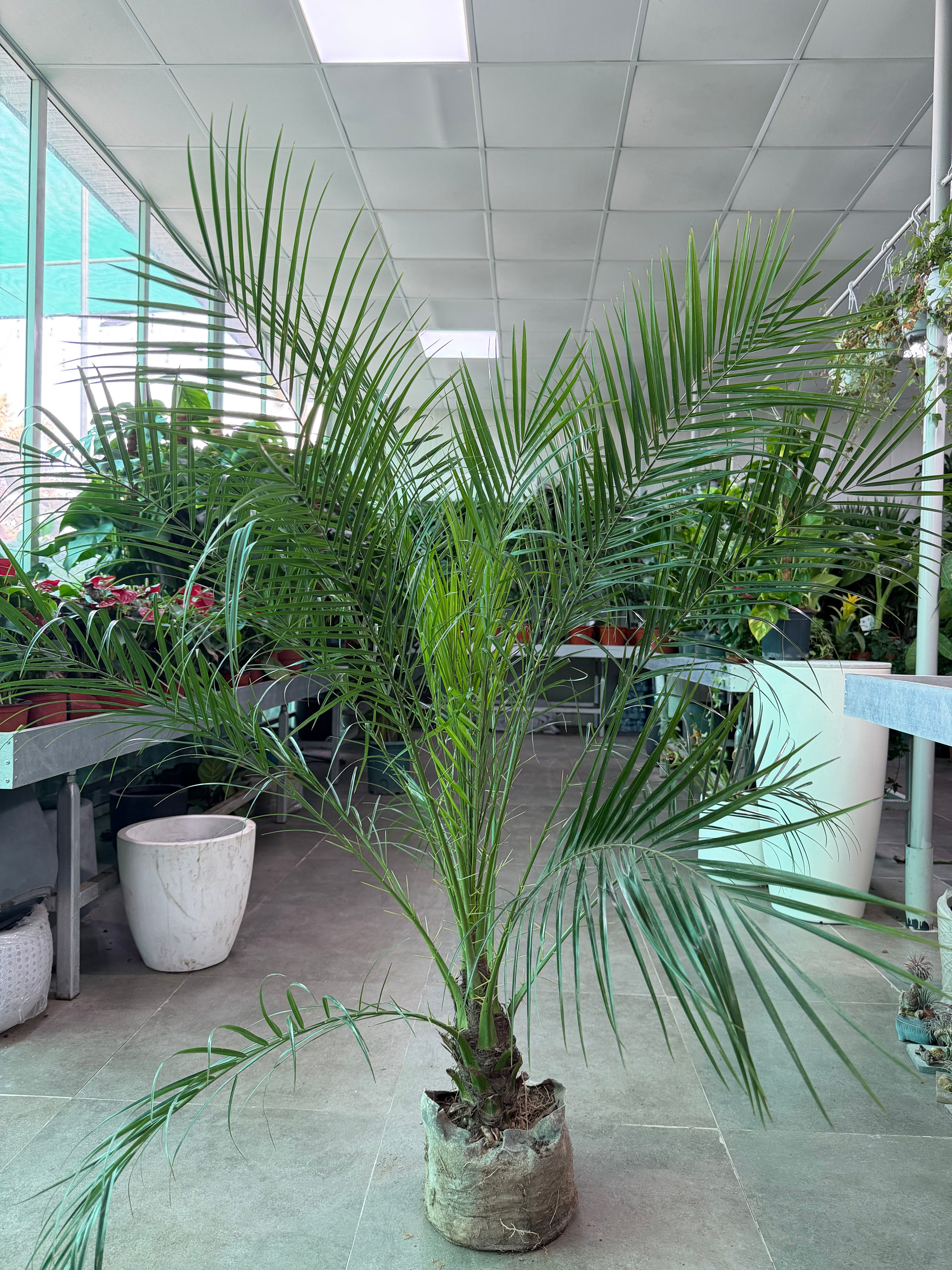 Phoenix Palm