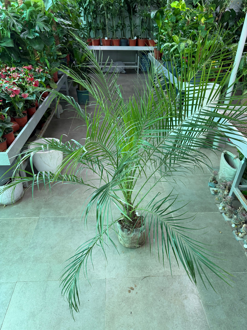 Phoenix Palm