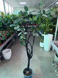 Fiddle Leaf Fig