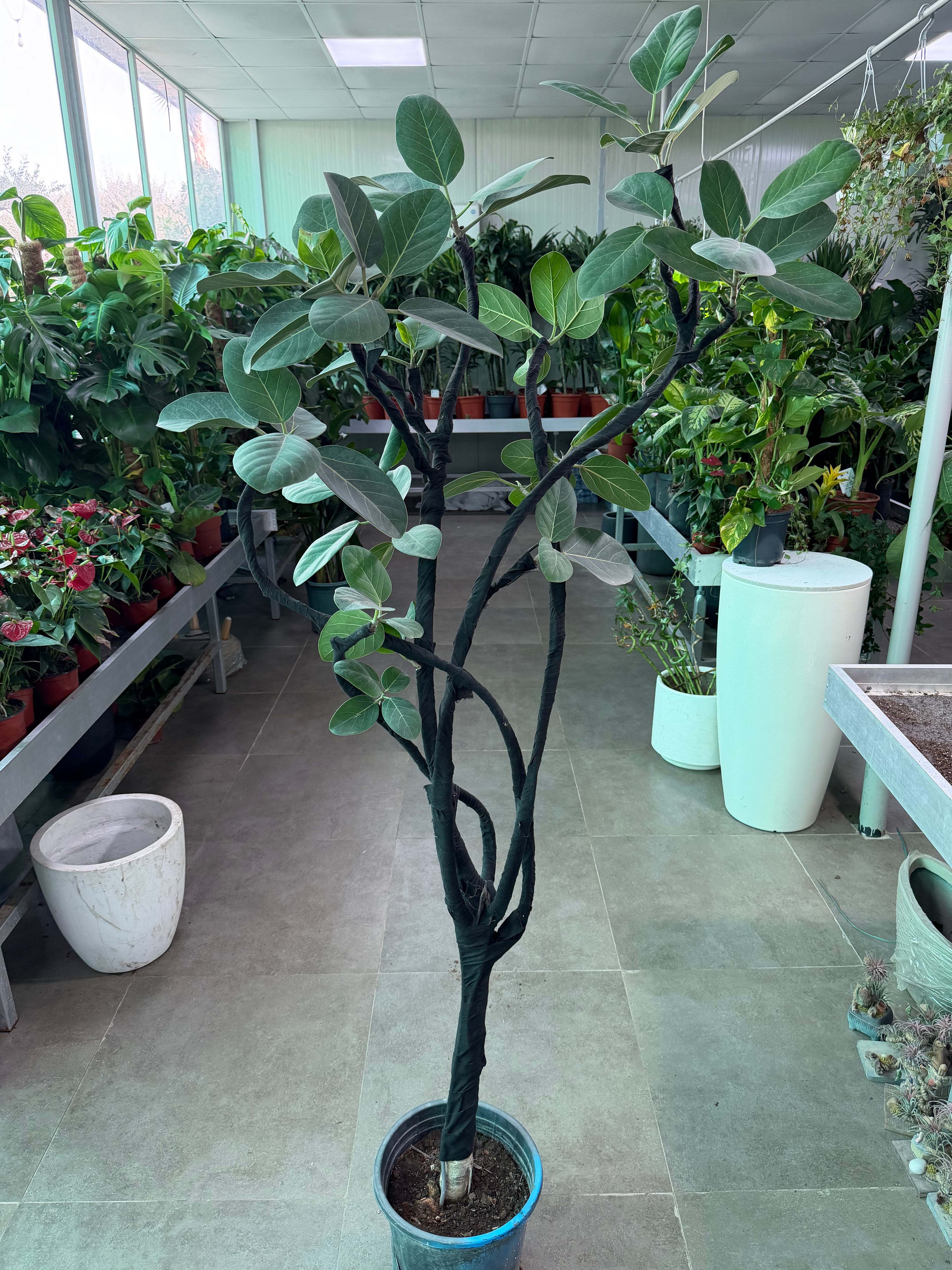 Fiddle Leaf Fig