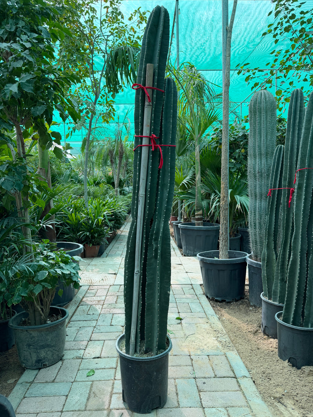 Cactus (3PP / Basket Types)