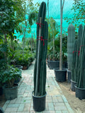 Cactus (3PP / Basket Types)